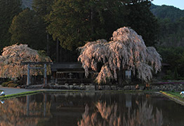青屋神明神社のしだれ桜