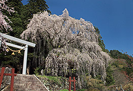 浅井神明神社の神明桜