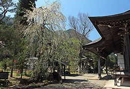 長円寺の枝垂れ桜