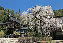 宝蓮寺の阿弥陀桜