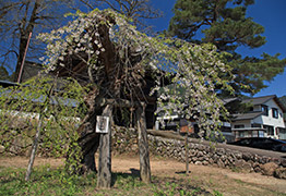 往還寺しだれ桜