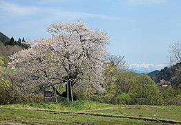 島田の桜