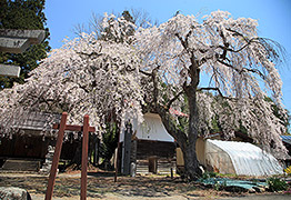 立岩神社のしだれ桜