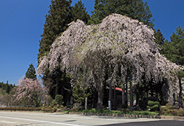薬師堂のしだれ桜