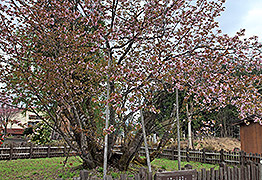 極楽寺の野中ザクラ