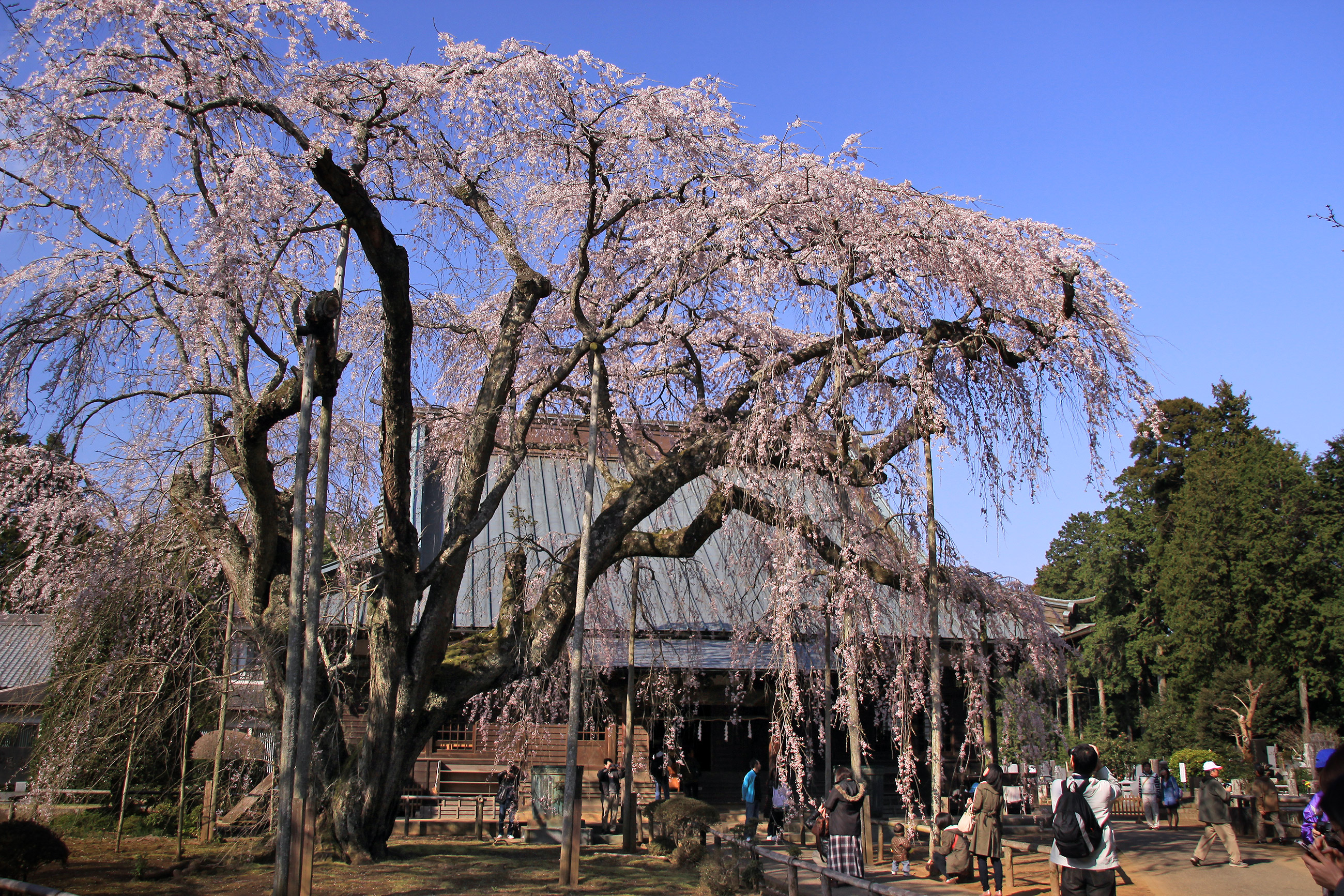 長光寺のしだれ桜