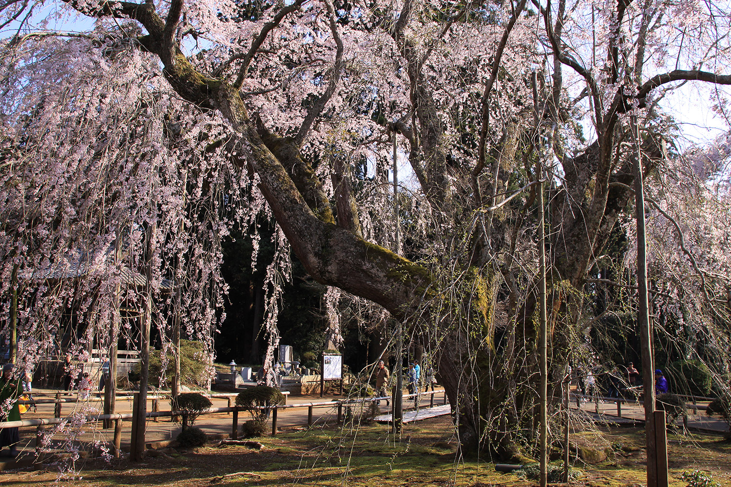 長光寺のしだれ桜