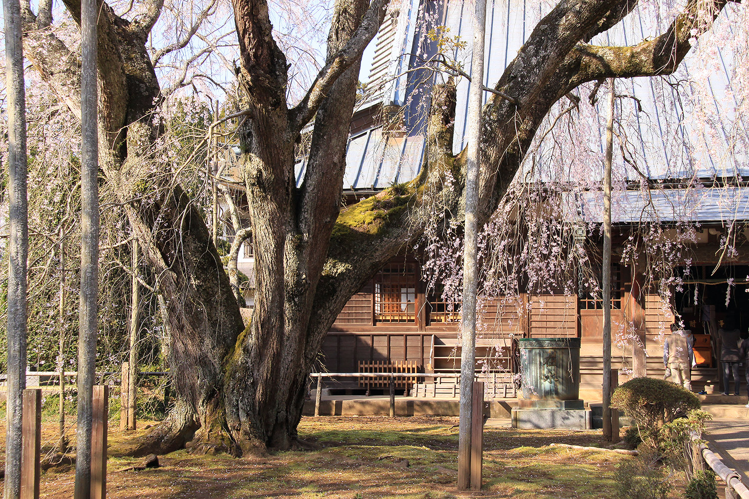 長光寺のしだれ桜