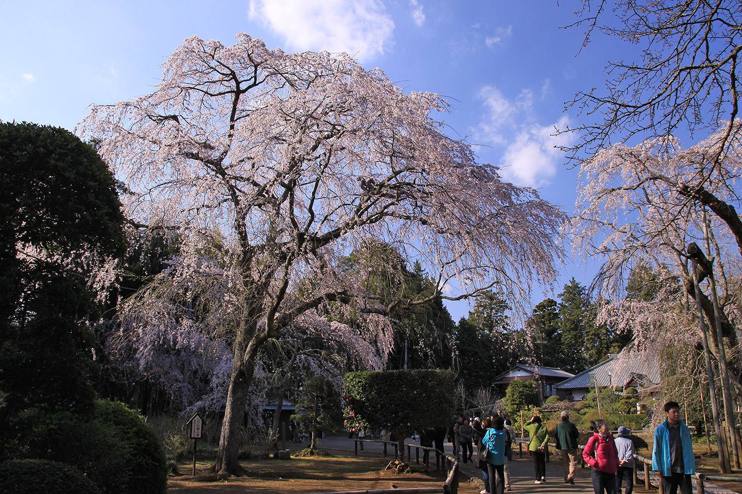 長光寺のしだれ桜