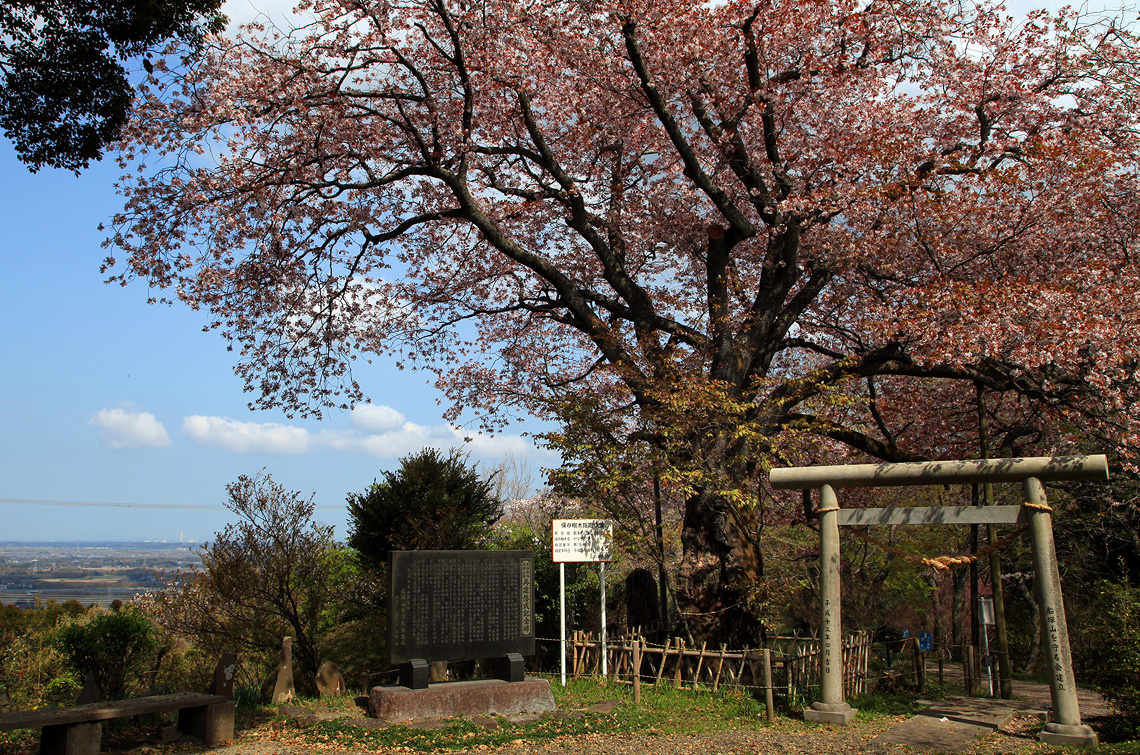 船塚山のヤマザクラ