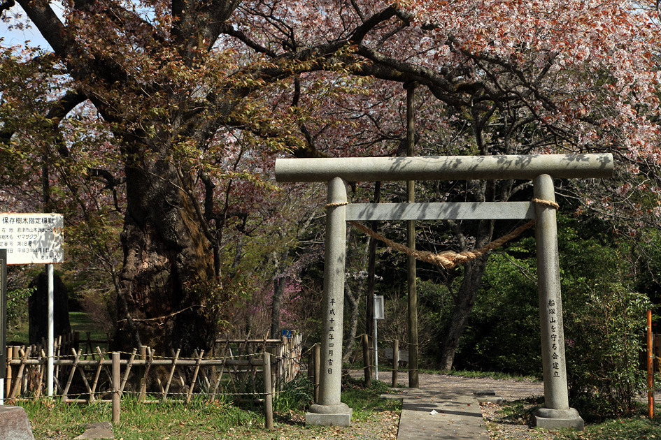 船塚山のヤマザクラ