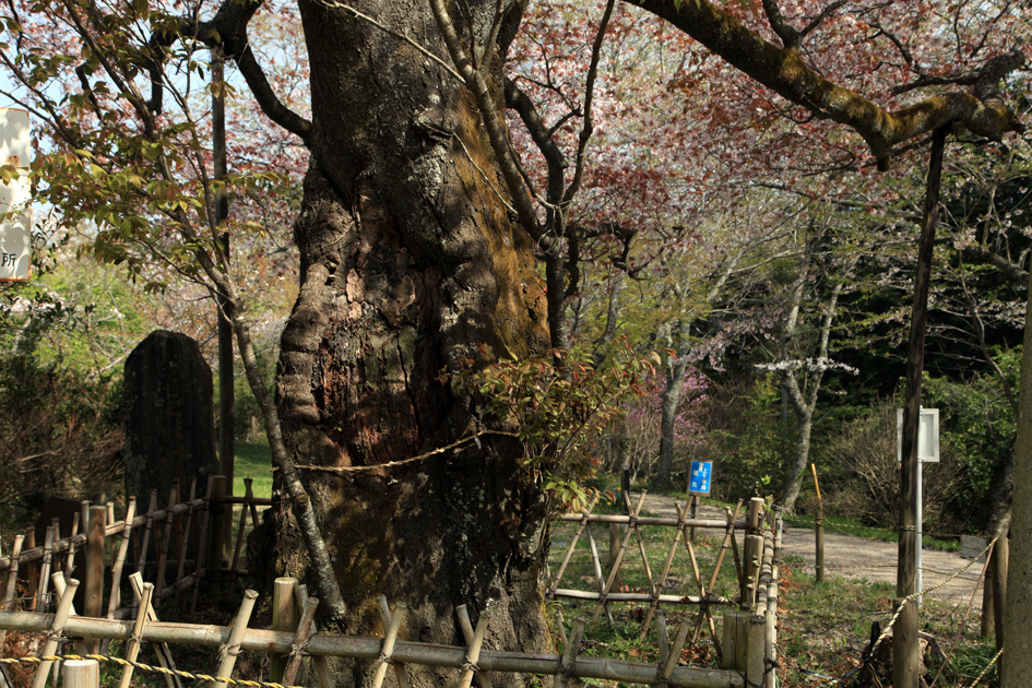 船塚山のヤマザクラ