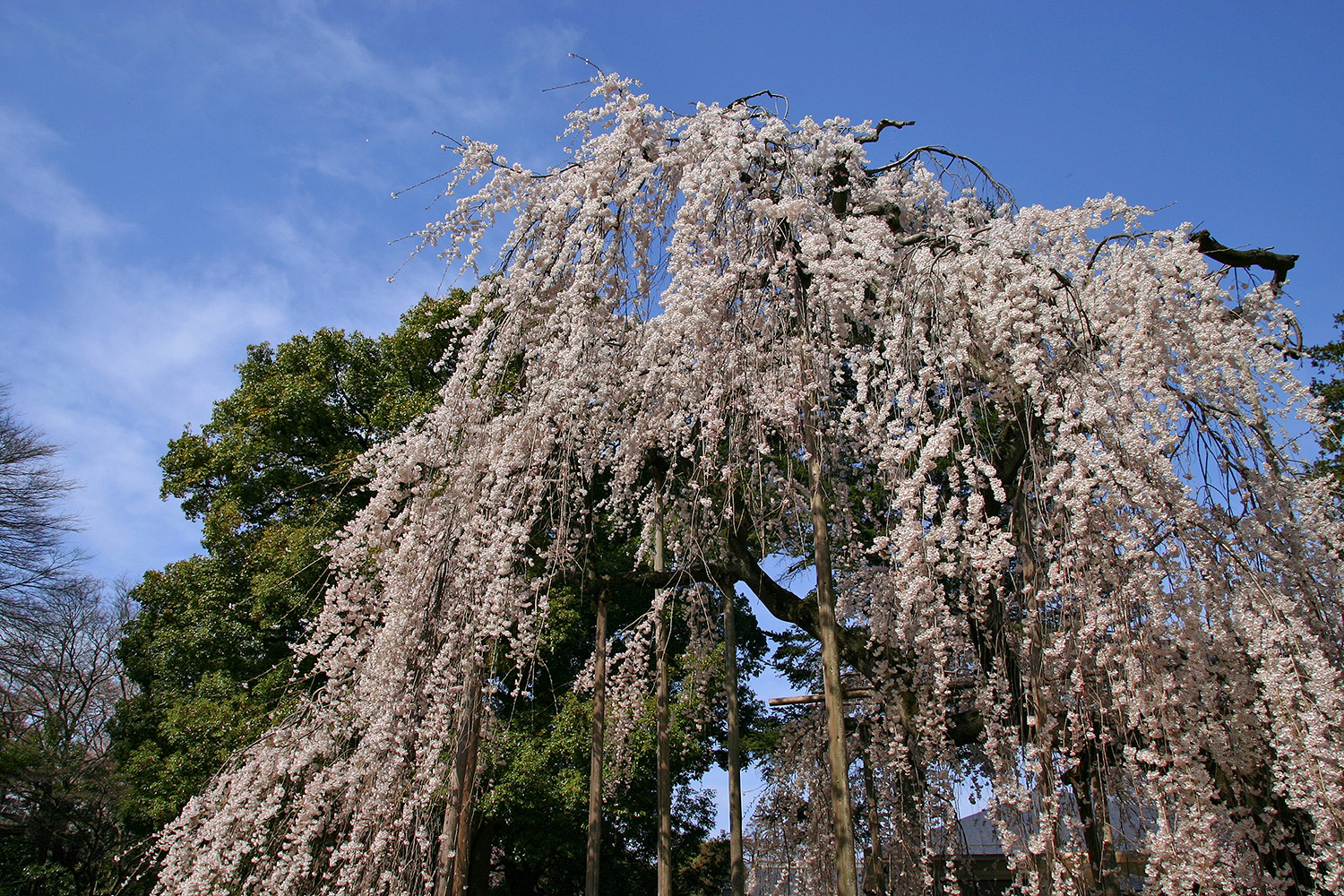 弘法寺 伏姫桜