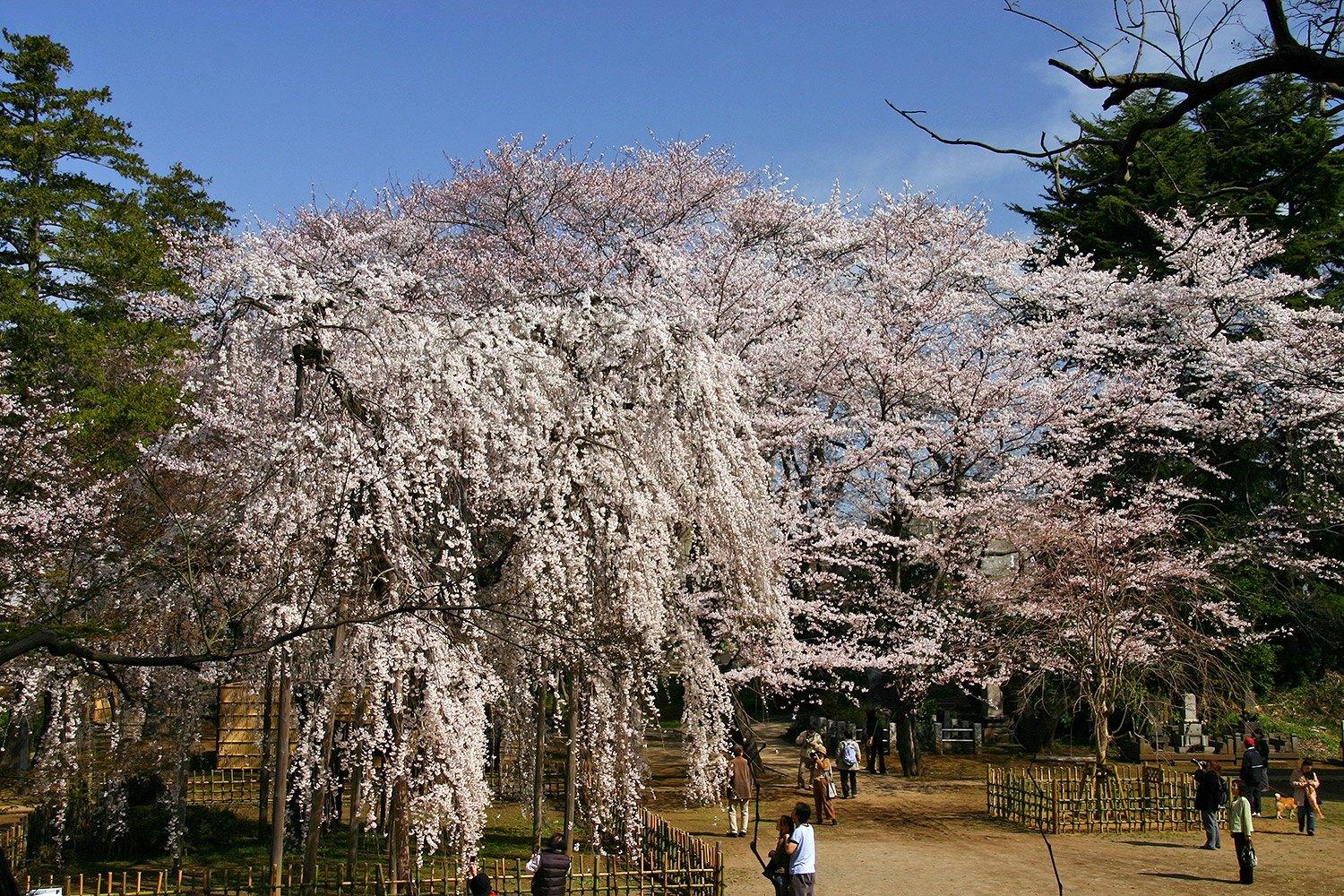 弘法寺 伏姫桜