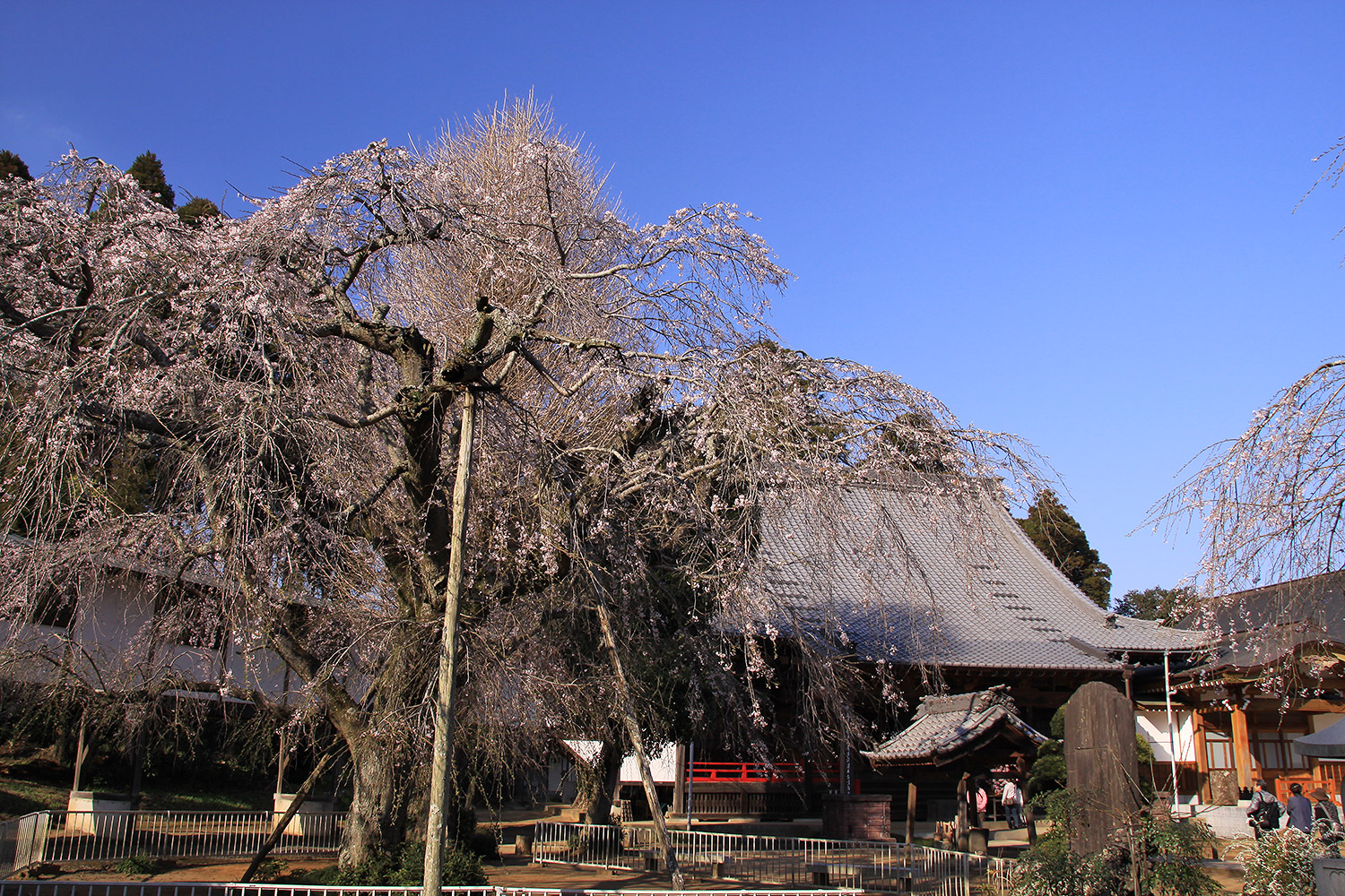妙宣寺のしだれ桜