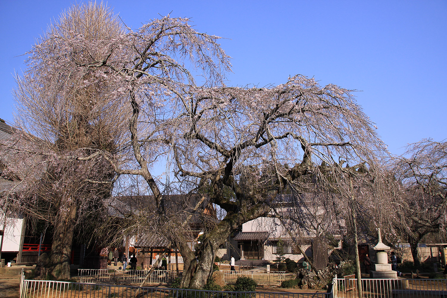 妙宣寺のしだれ桜