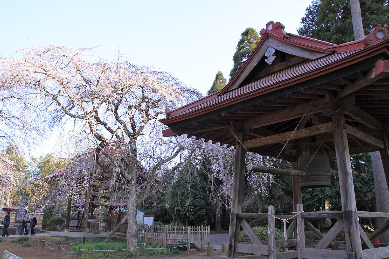 妙宣寺のしだれ桜