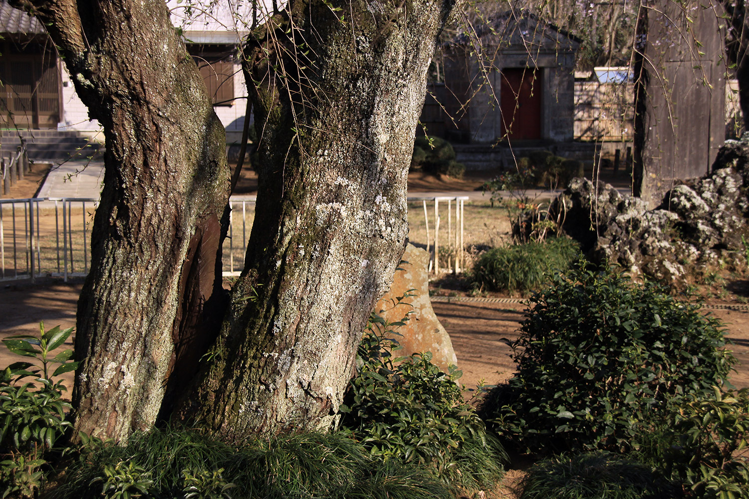 妙宣寺のしだれ桜