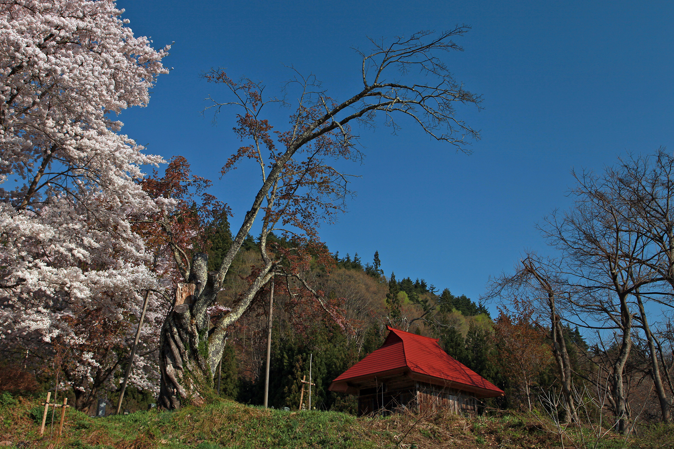 小塩の桜（うえんでの桜）
