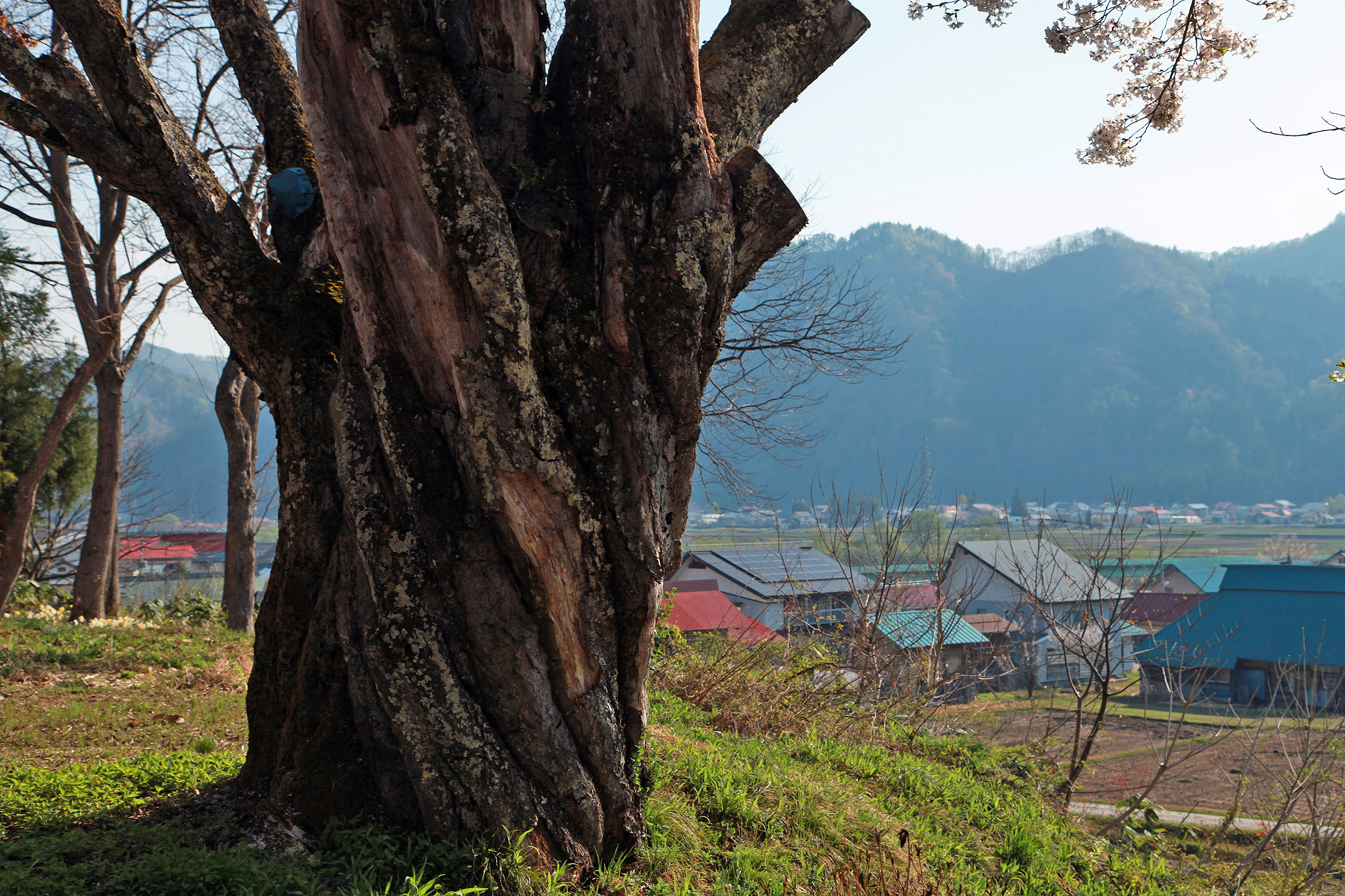 小塩の桜(うえんでの桜)