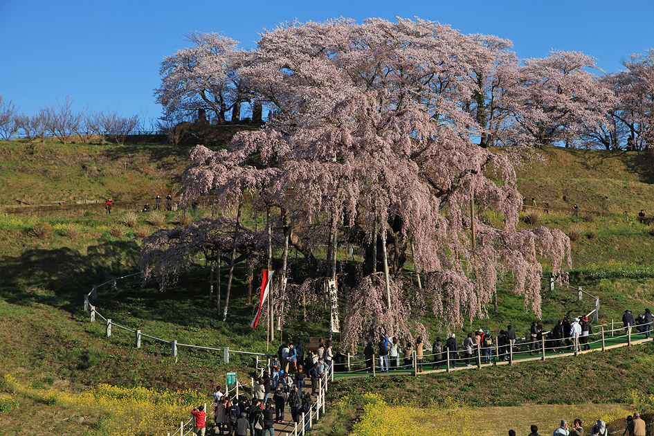 三春滝桜 | 福島県三春町