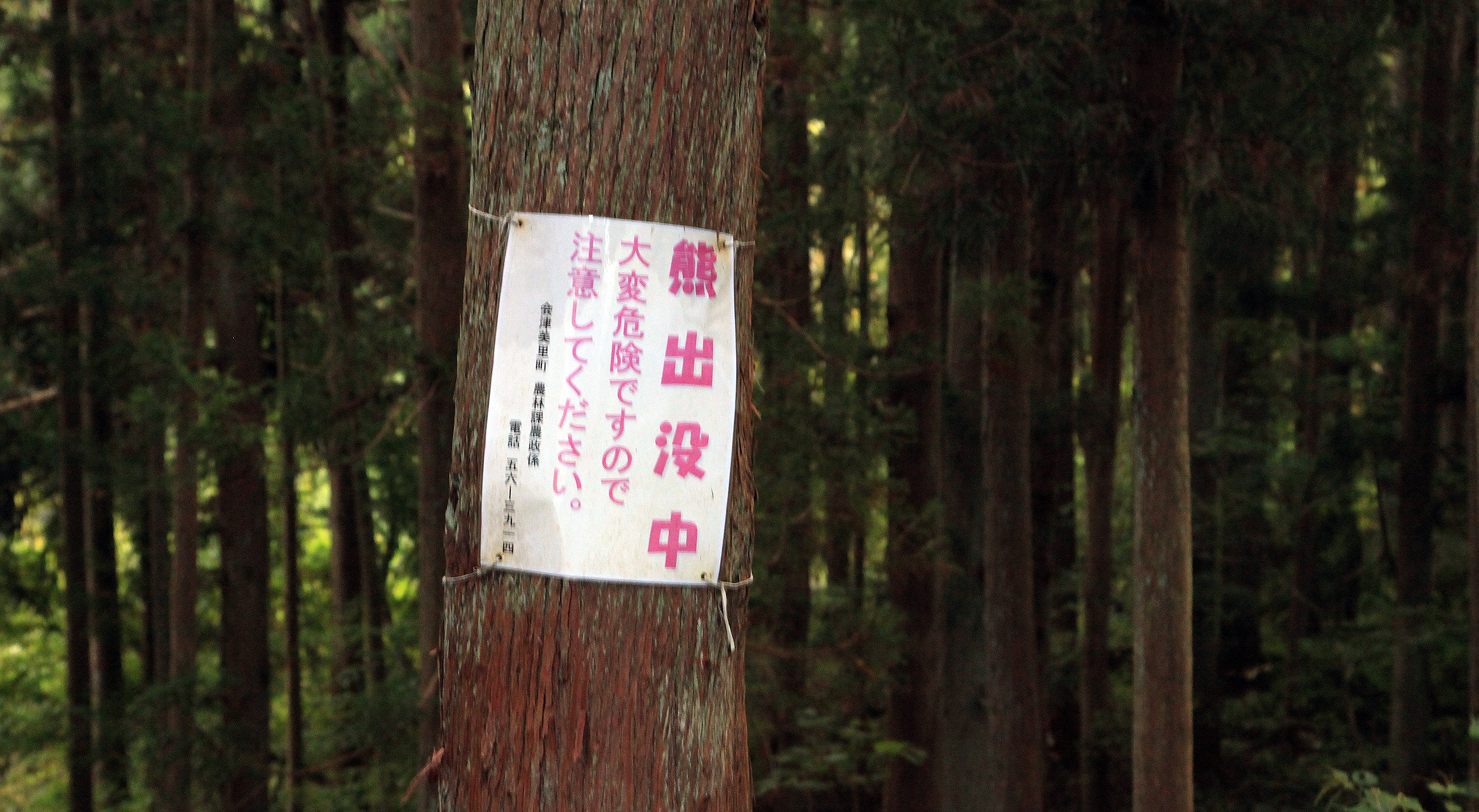 山ノ神の種蒔桜
