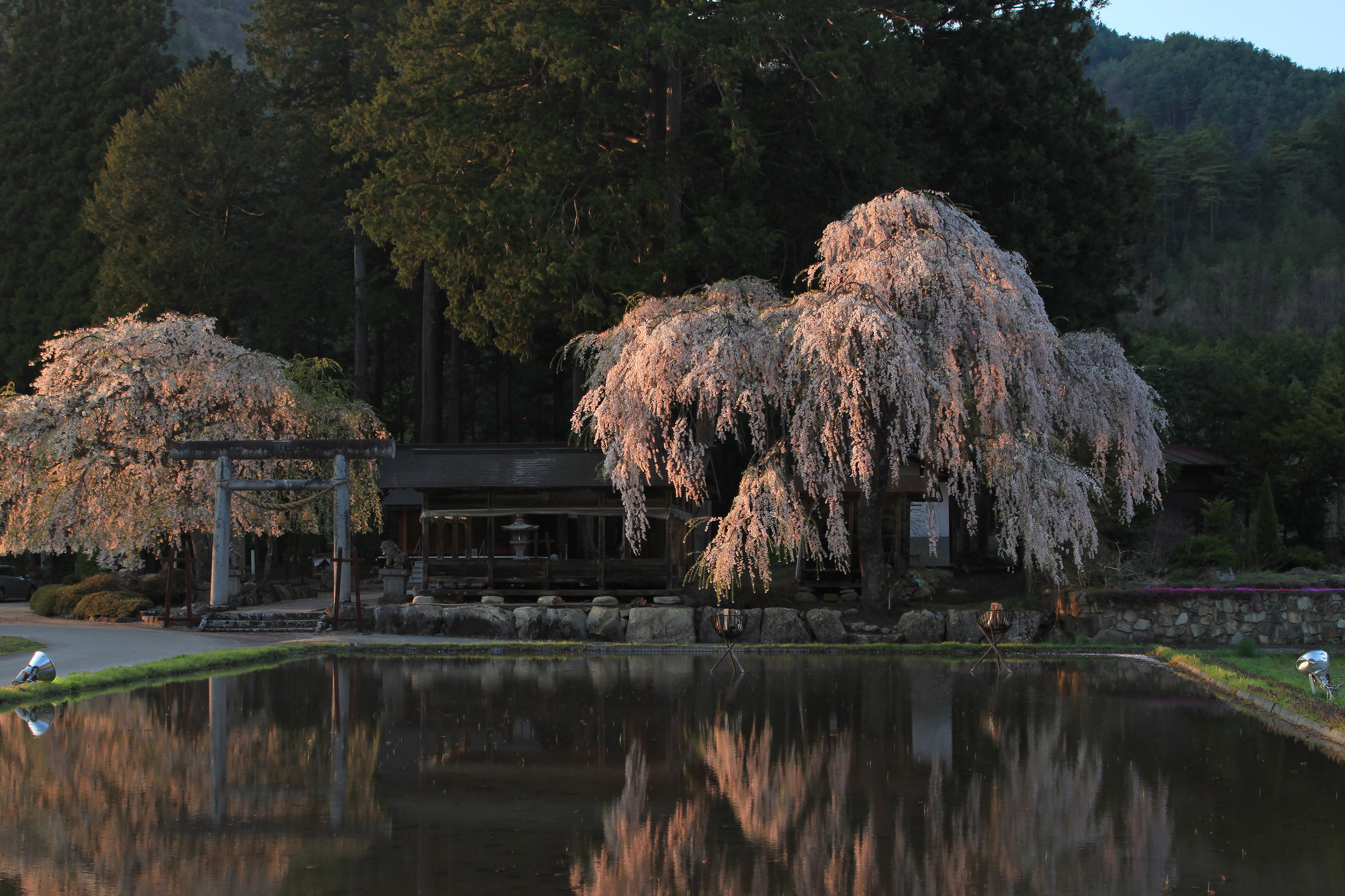 青屋神明神社のしだれ桜