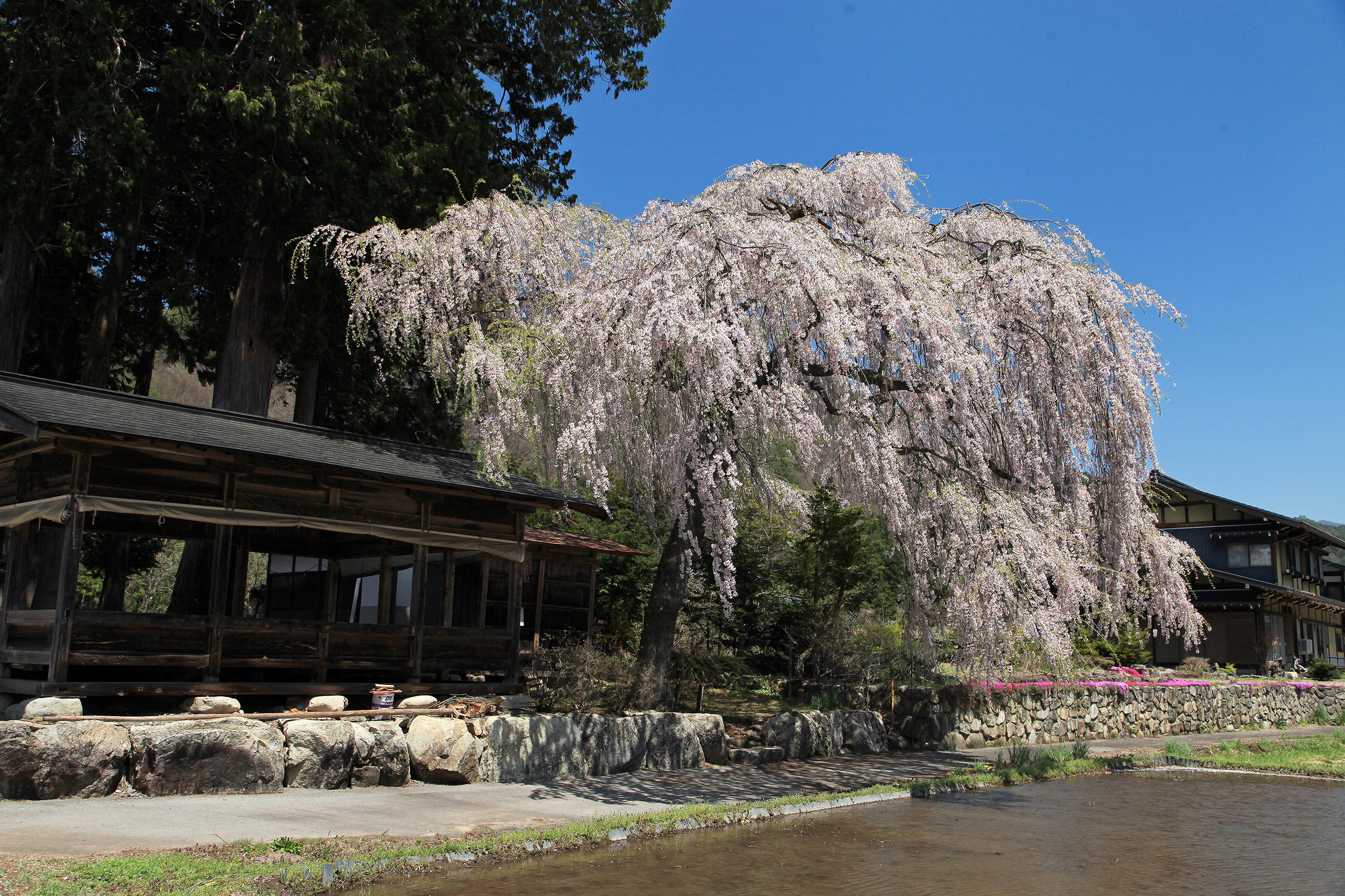 青屋神明神社のしだれ桜