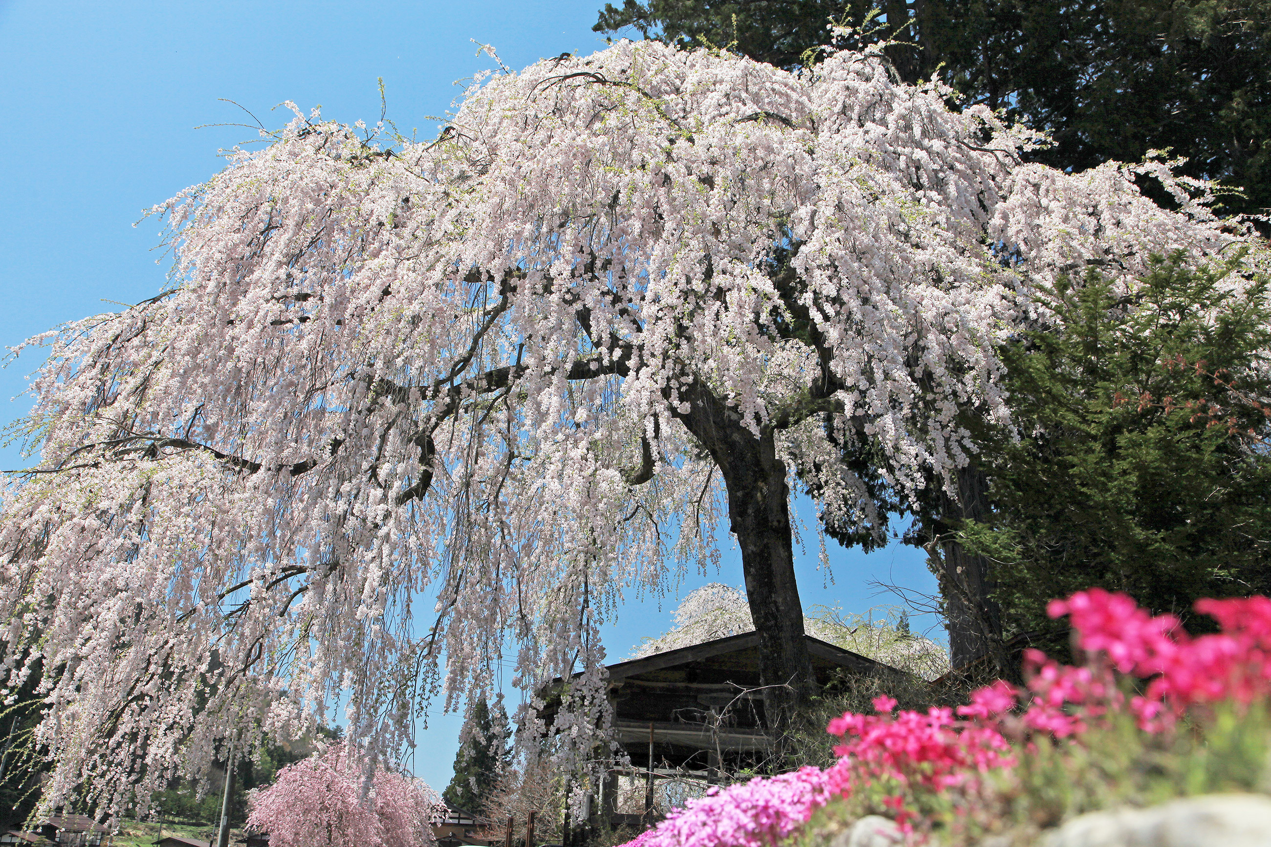 青屋神明神社のしだれ桜