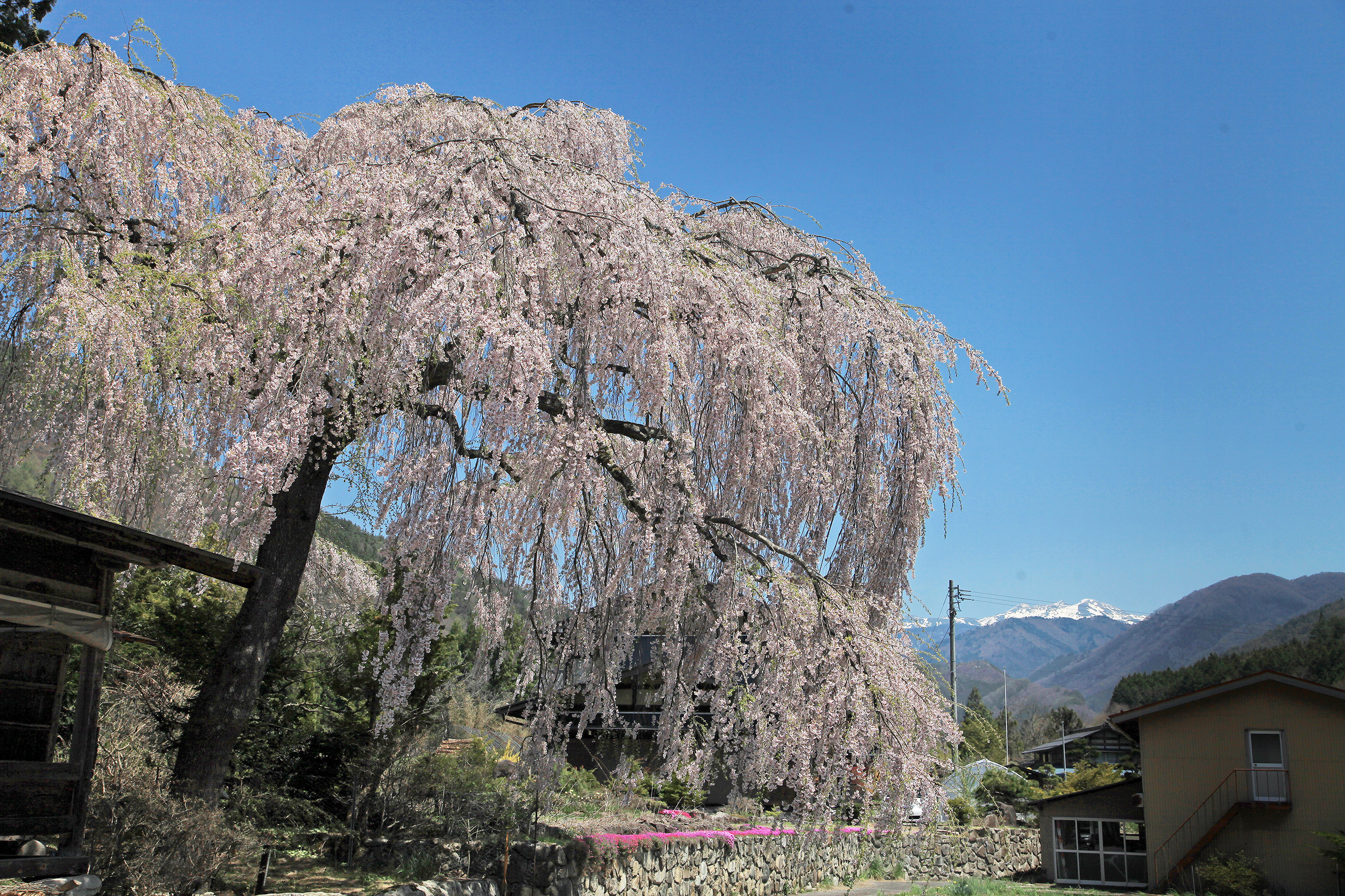 青屋神明神社のしだれ桜