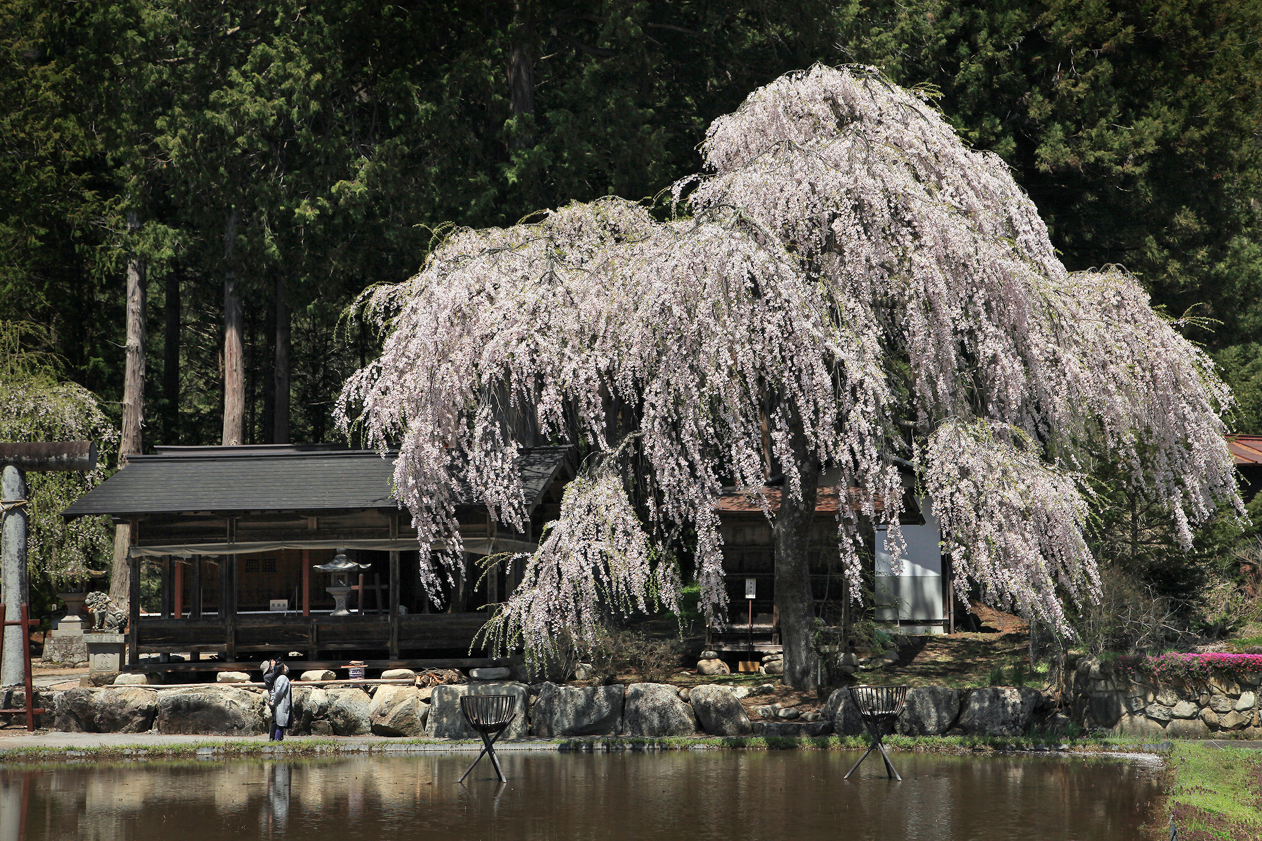 青屋神明神社のしだれ桜