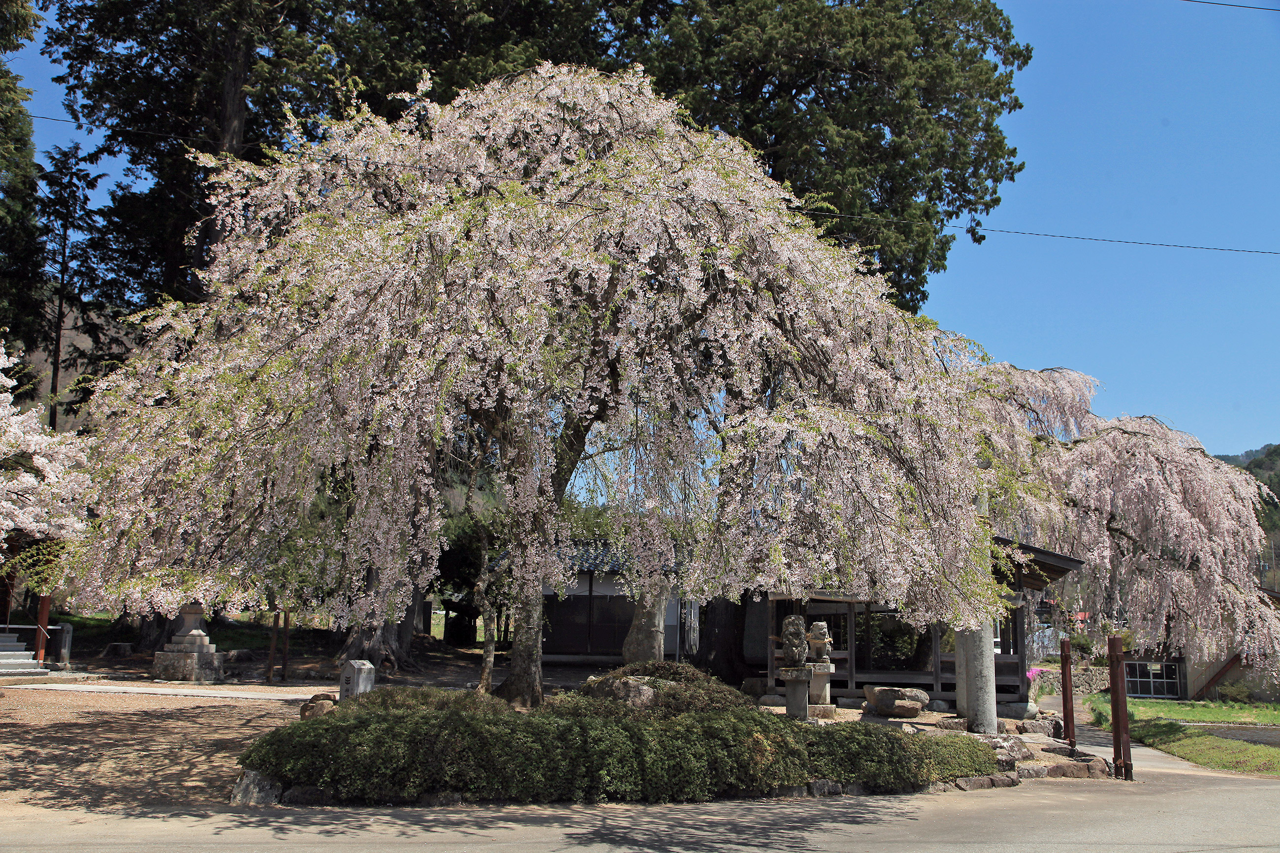 青屋神明神社のしだれ桜