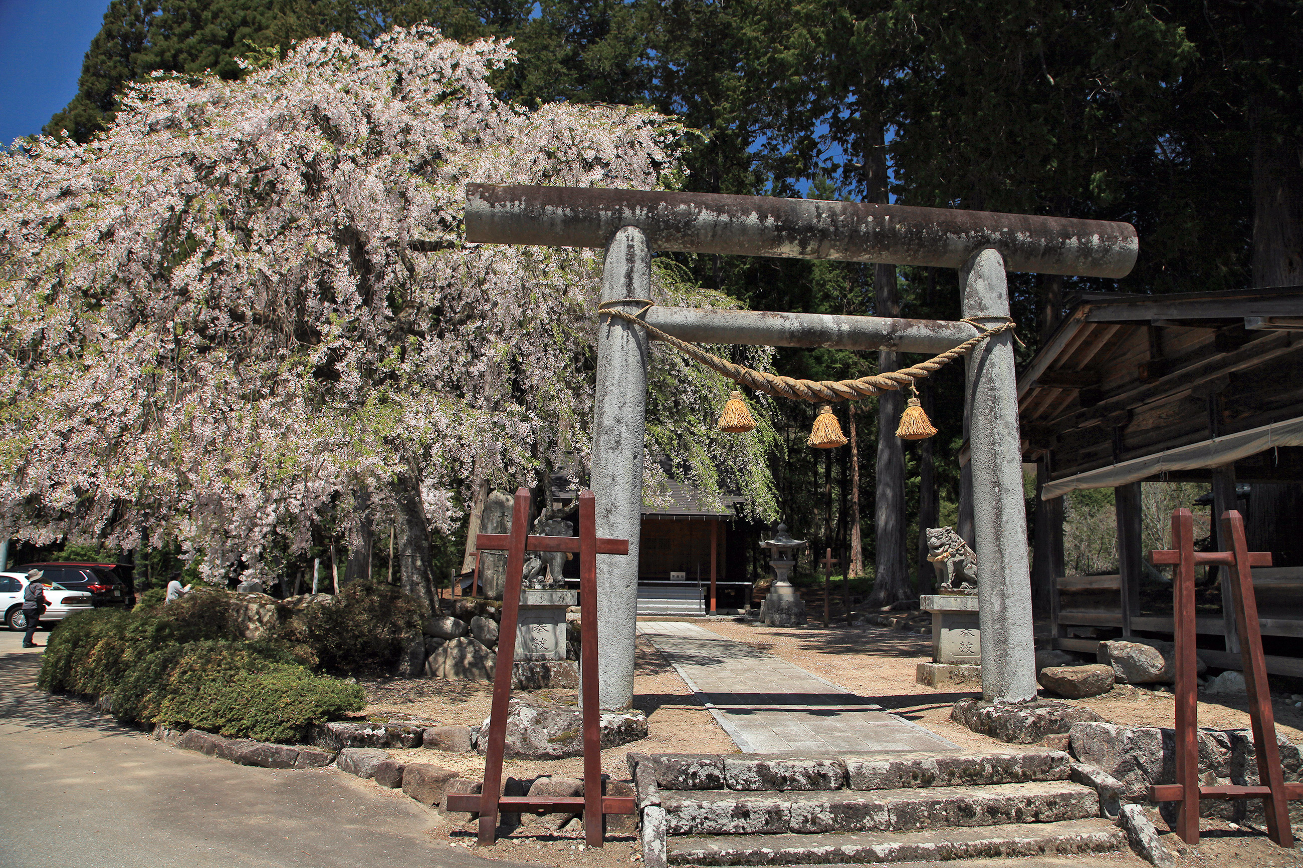 青屋神明神社のしだれ桜