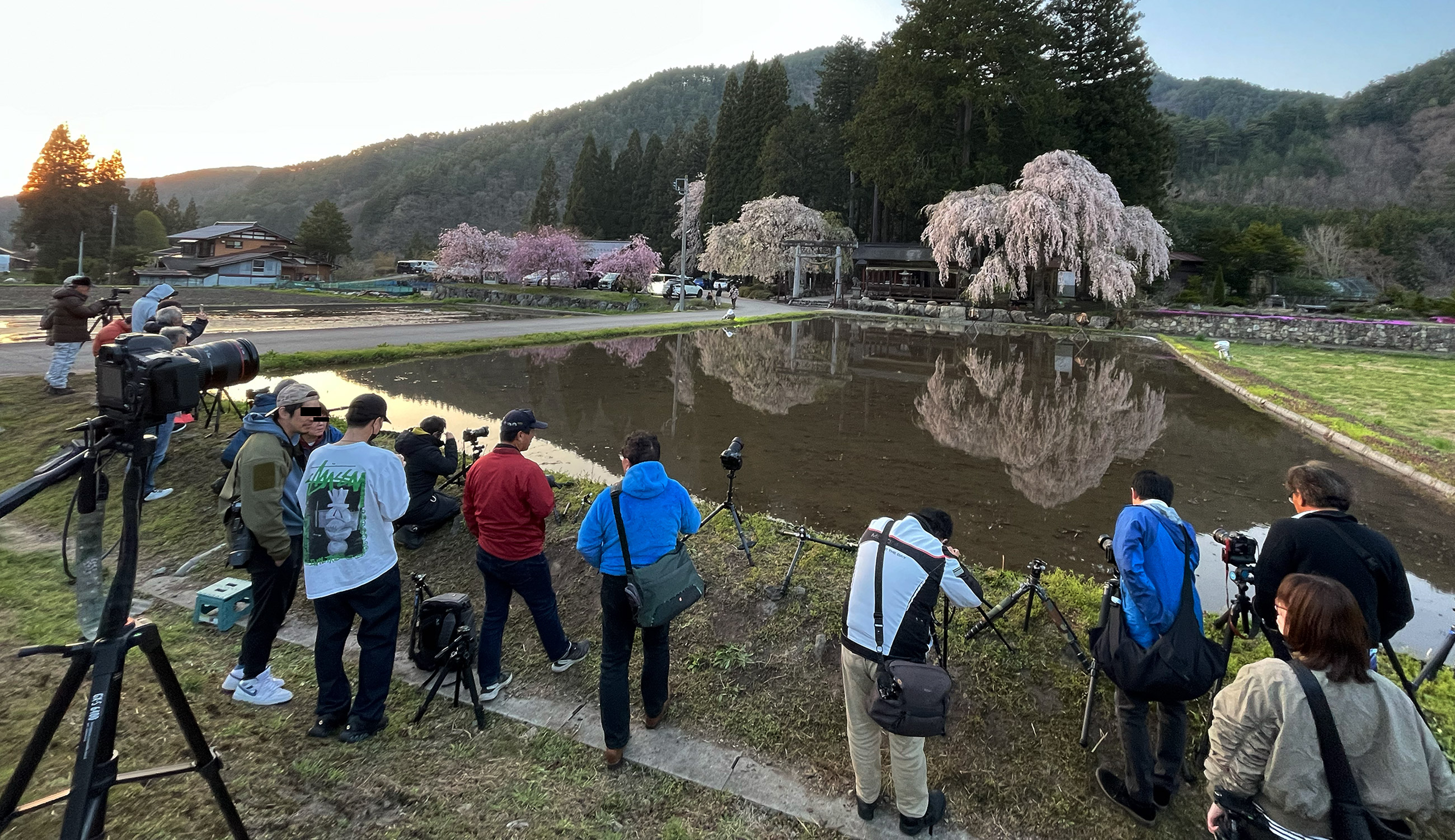 青屋神明神社のしだれ桜