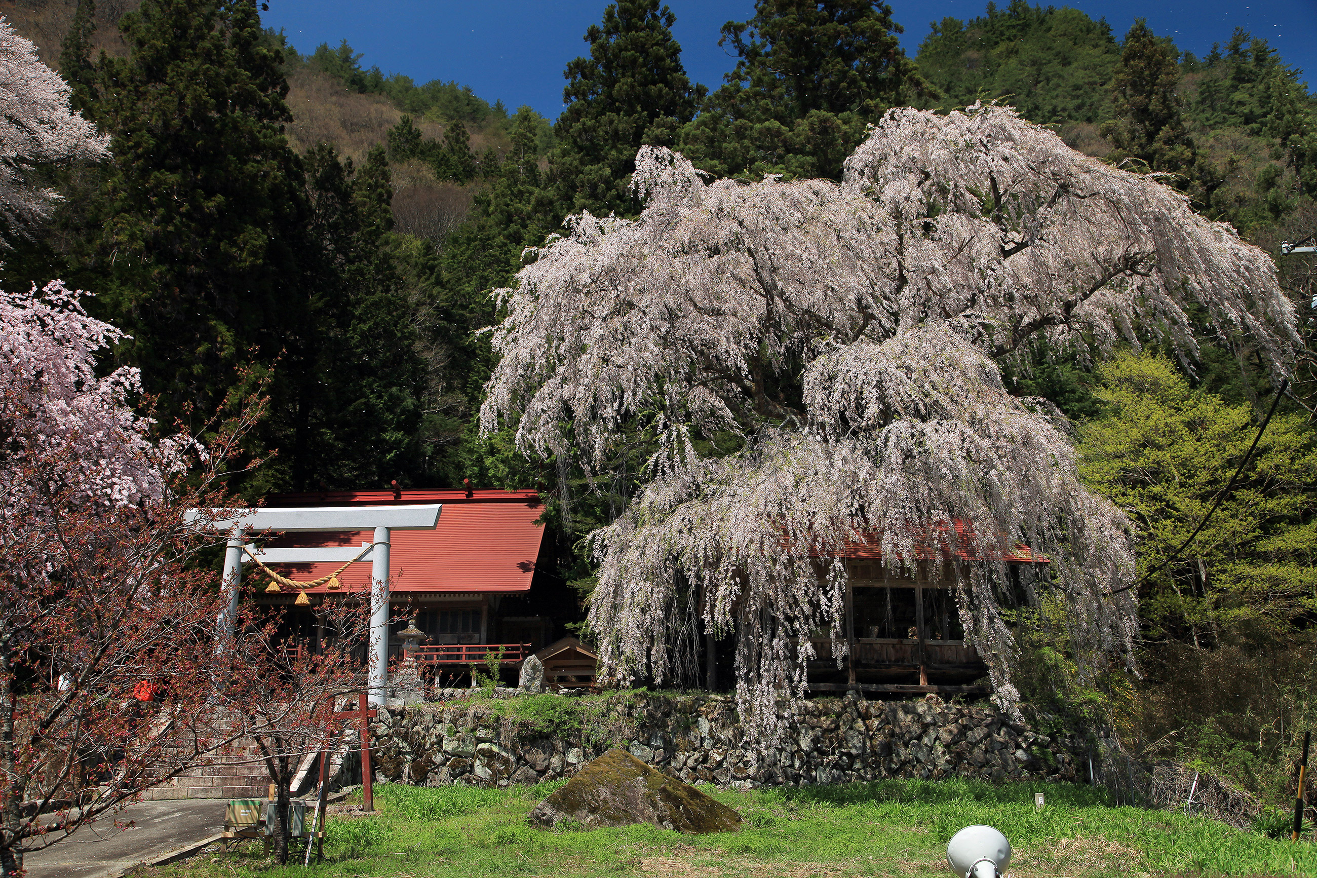 浅井神明神社のしだれ桜