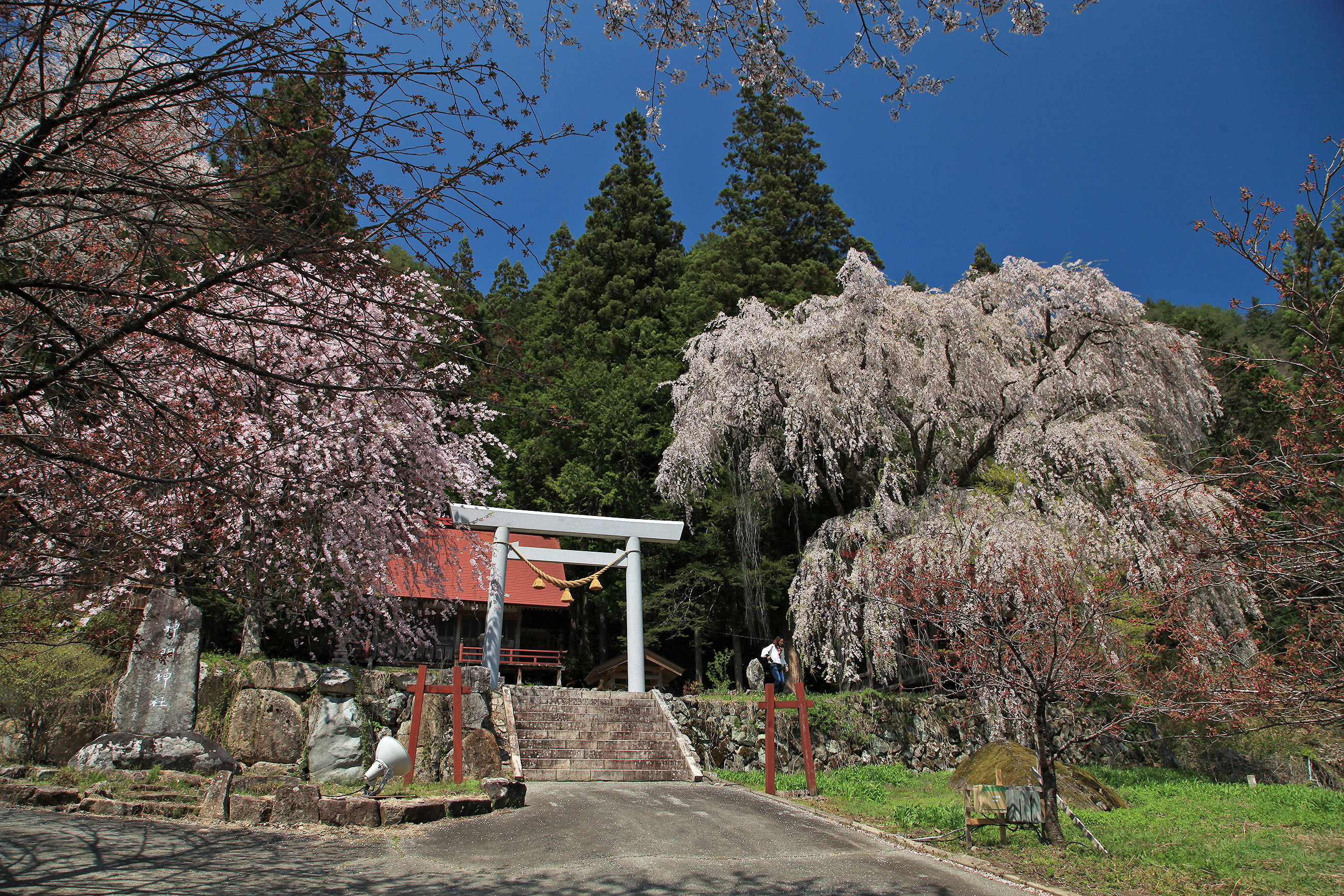 浅井神明神社のしだれ桜