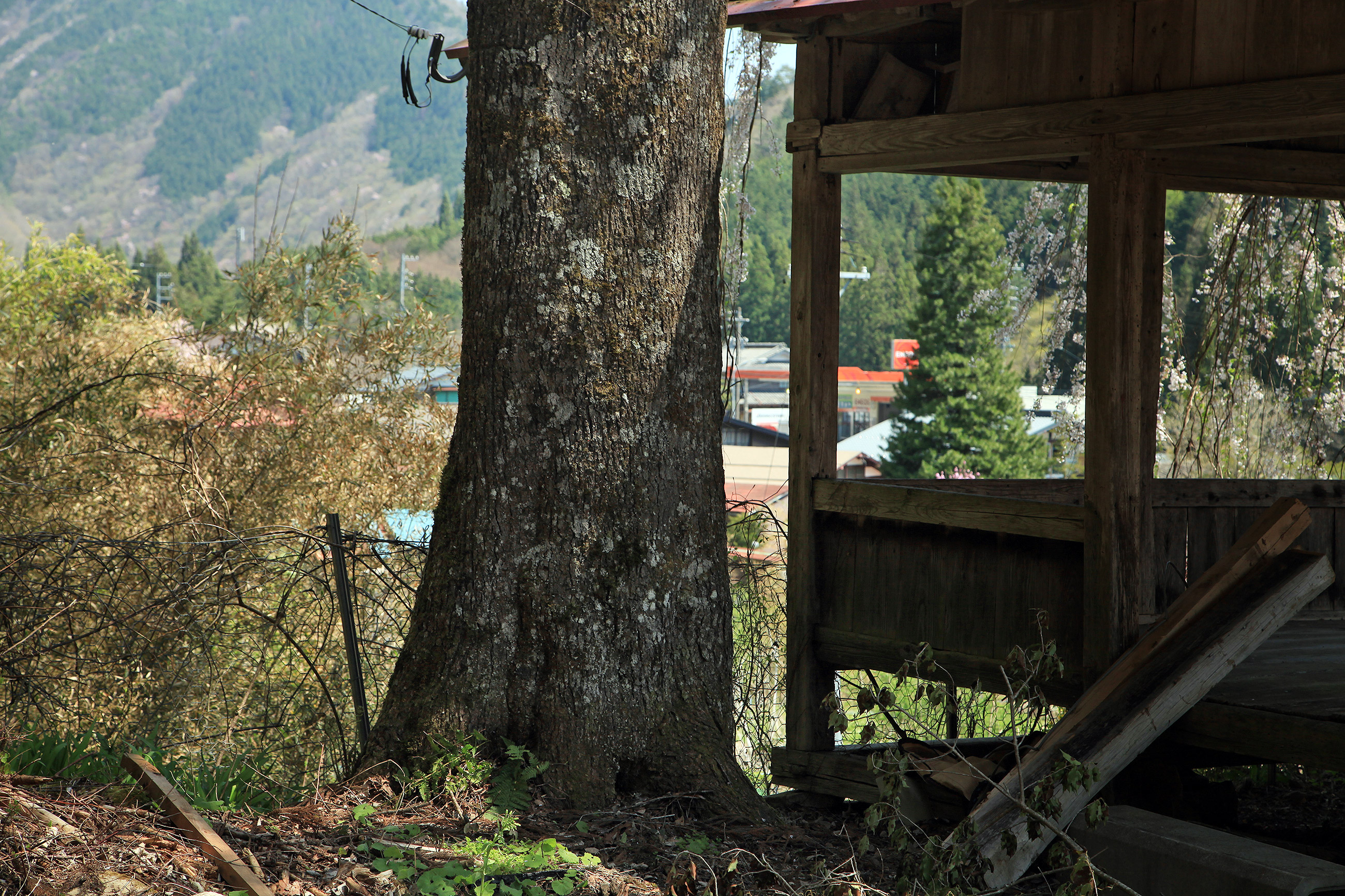 浅井神明神社のしだれ桜