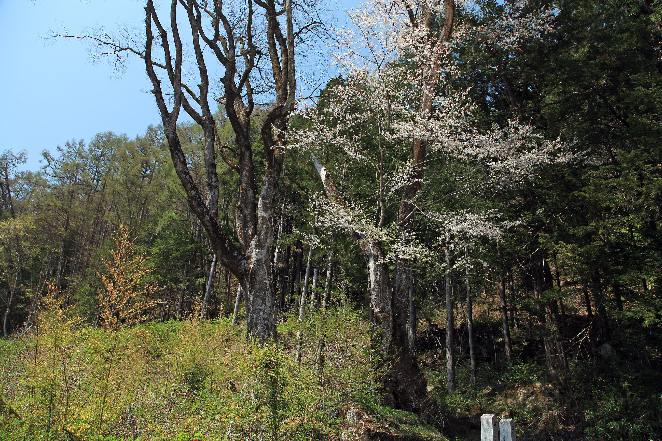 浅井神明神社のしだれ桜
