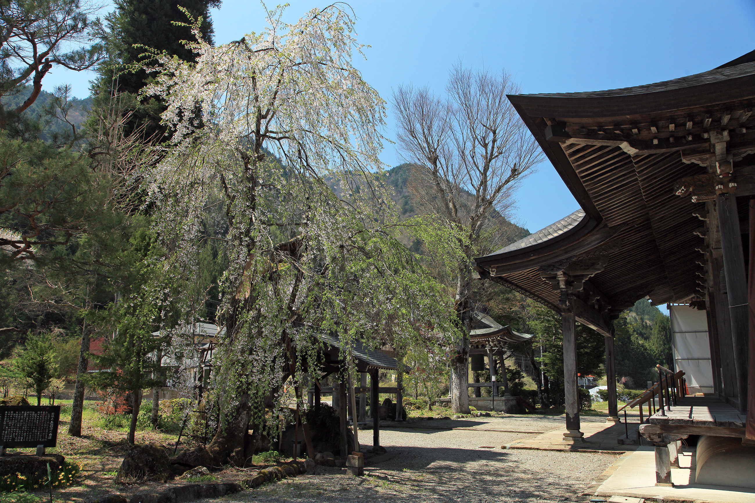 長円寺のしだれ桜
