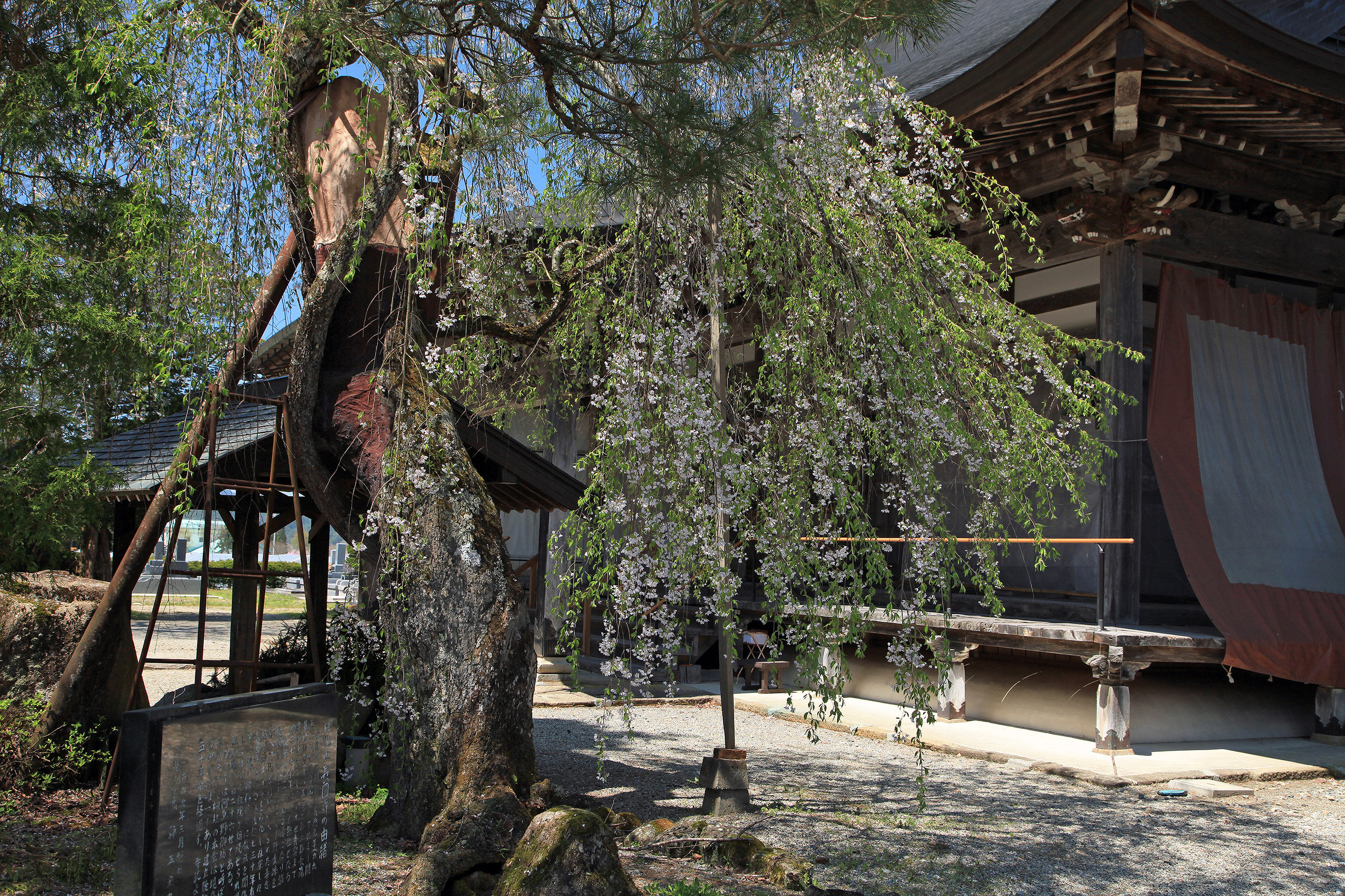 長円寺のしだれ桜