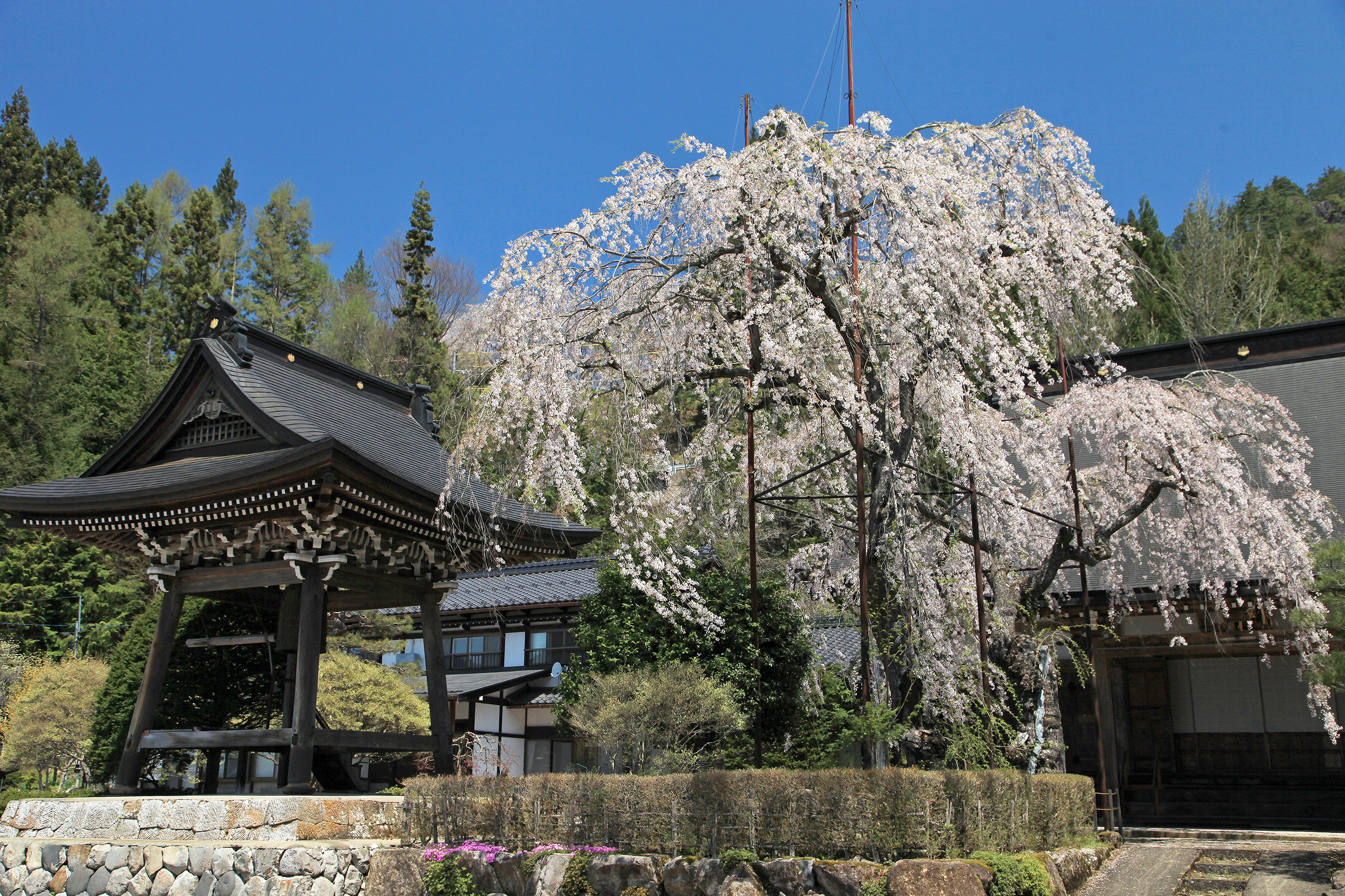 宝蓮寺の阿弥陀桜