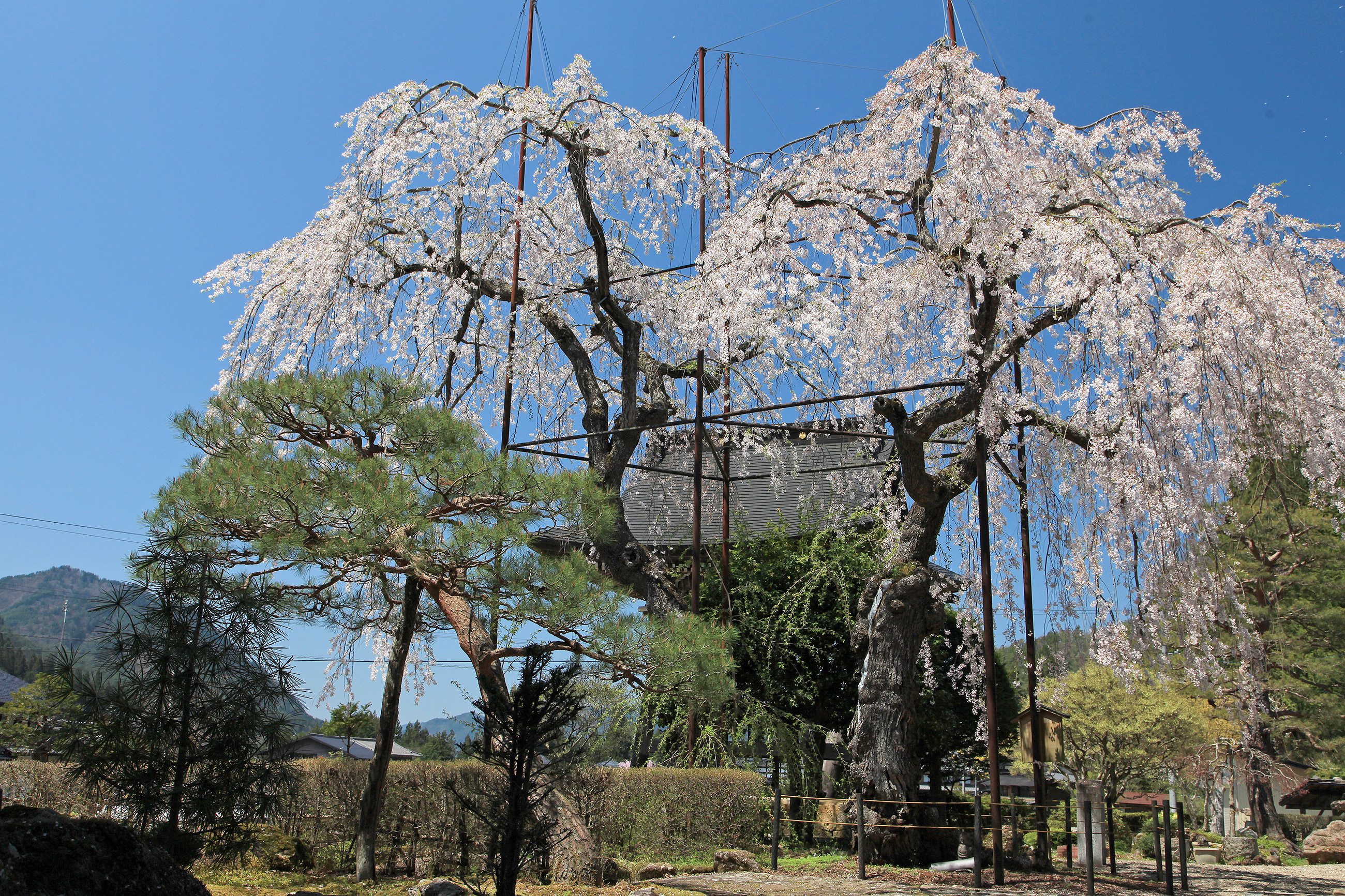 宝蓮寺の阿弥陀桜