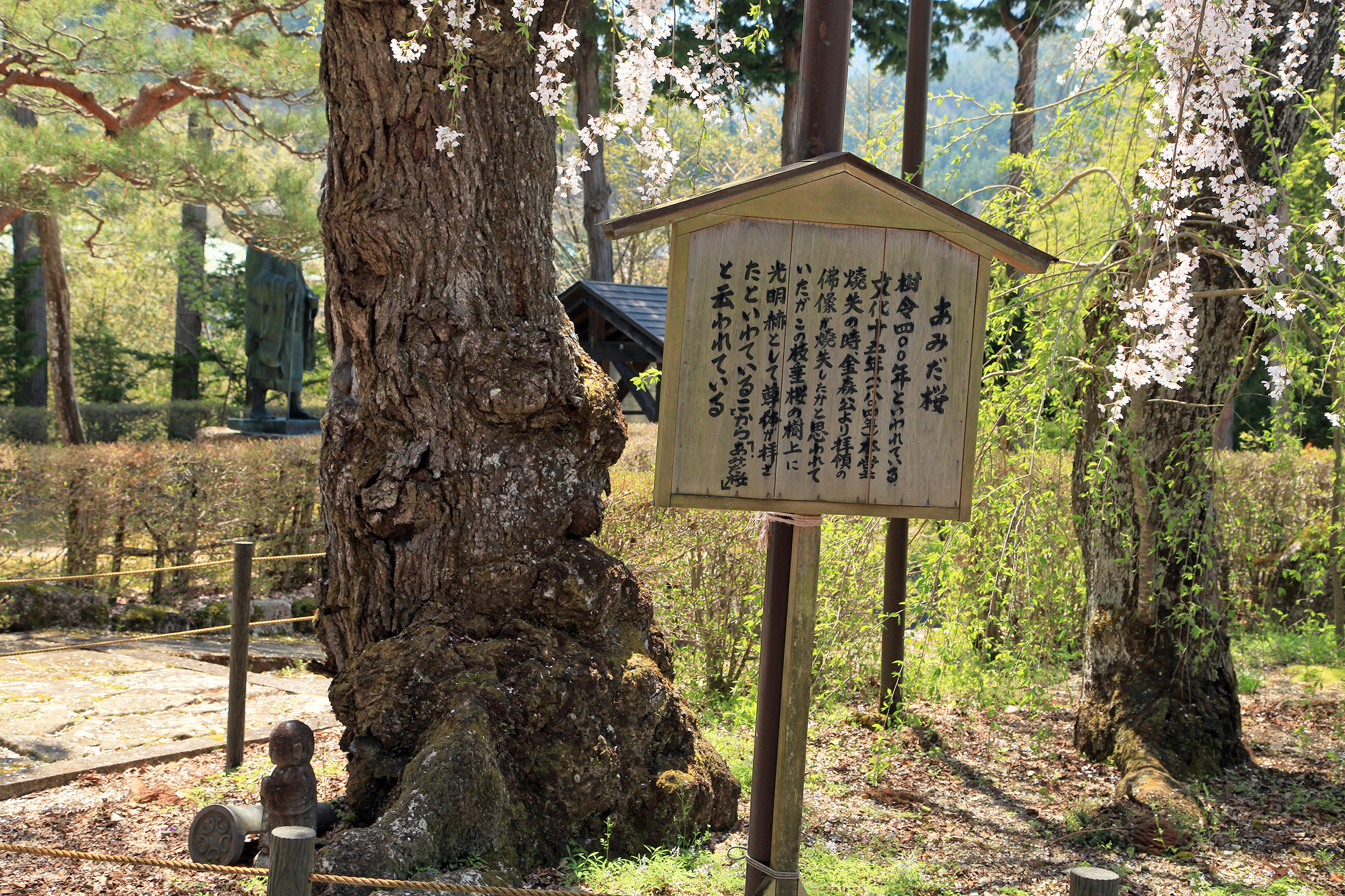 宝蓮寺の阿弥陀桜