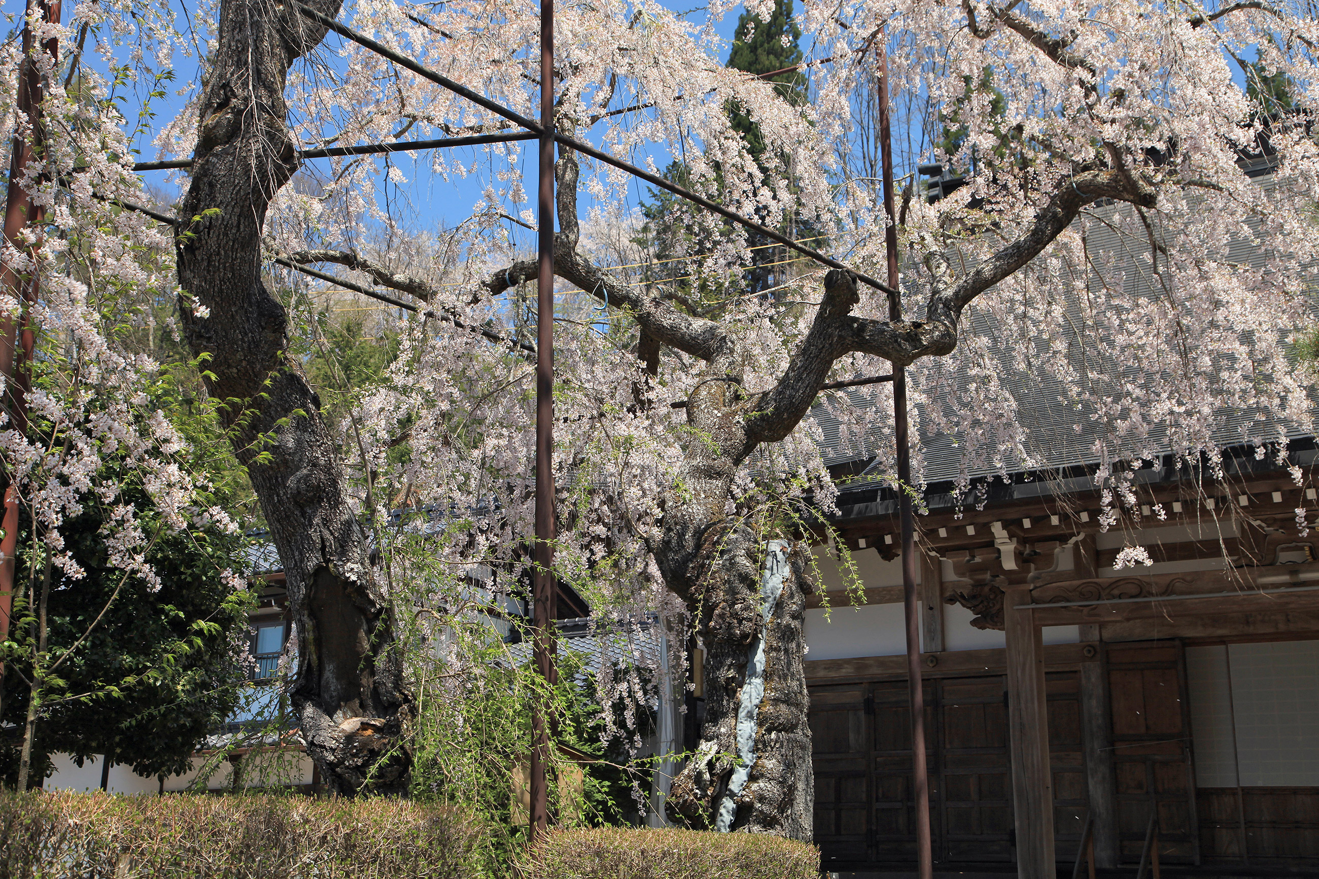 宝蓮寺の阿弥陀桜