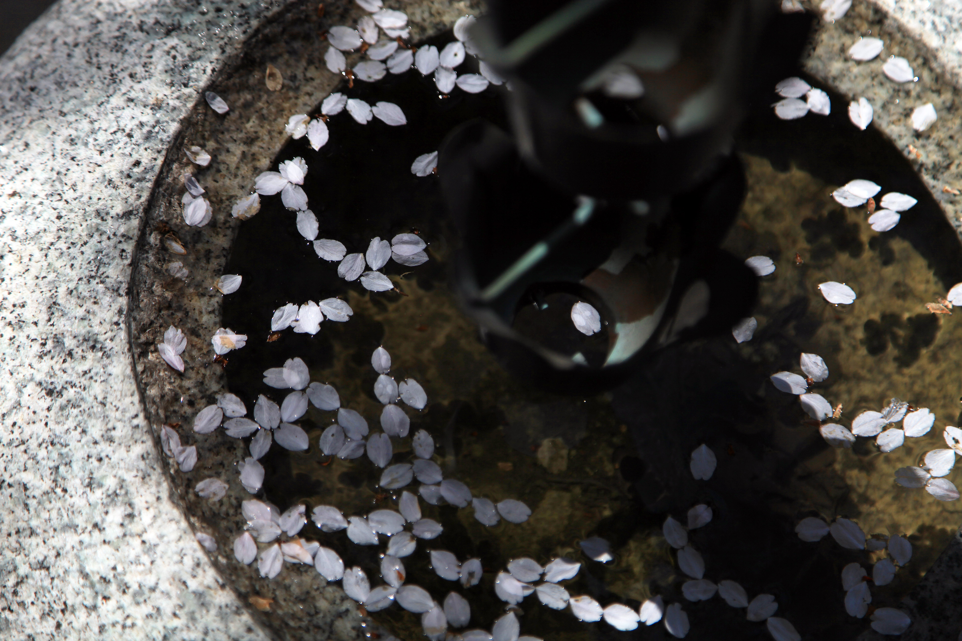 宝蓮寺の阿弥陀桜