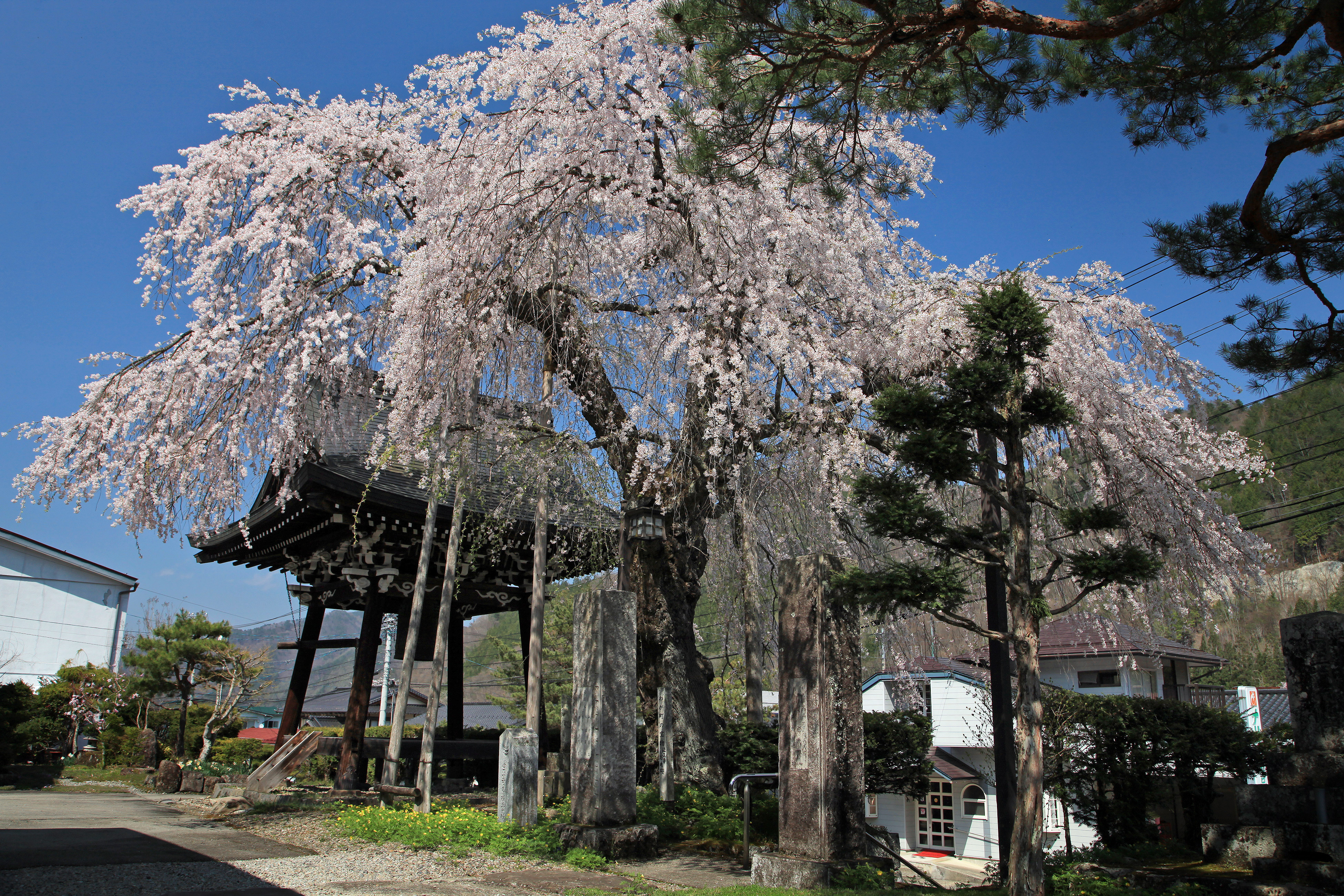 法正寺のしだれ桜