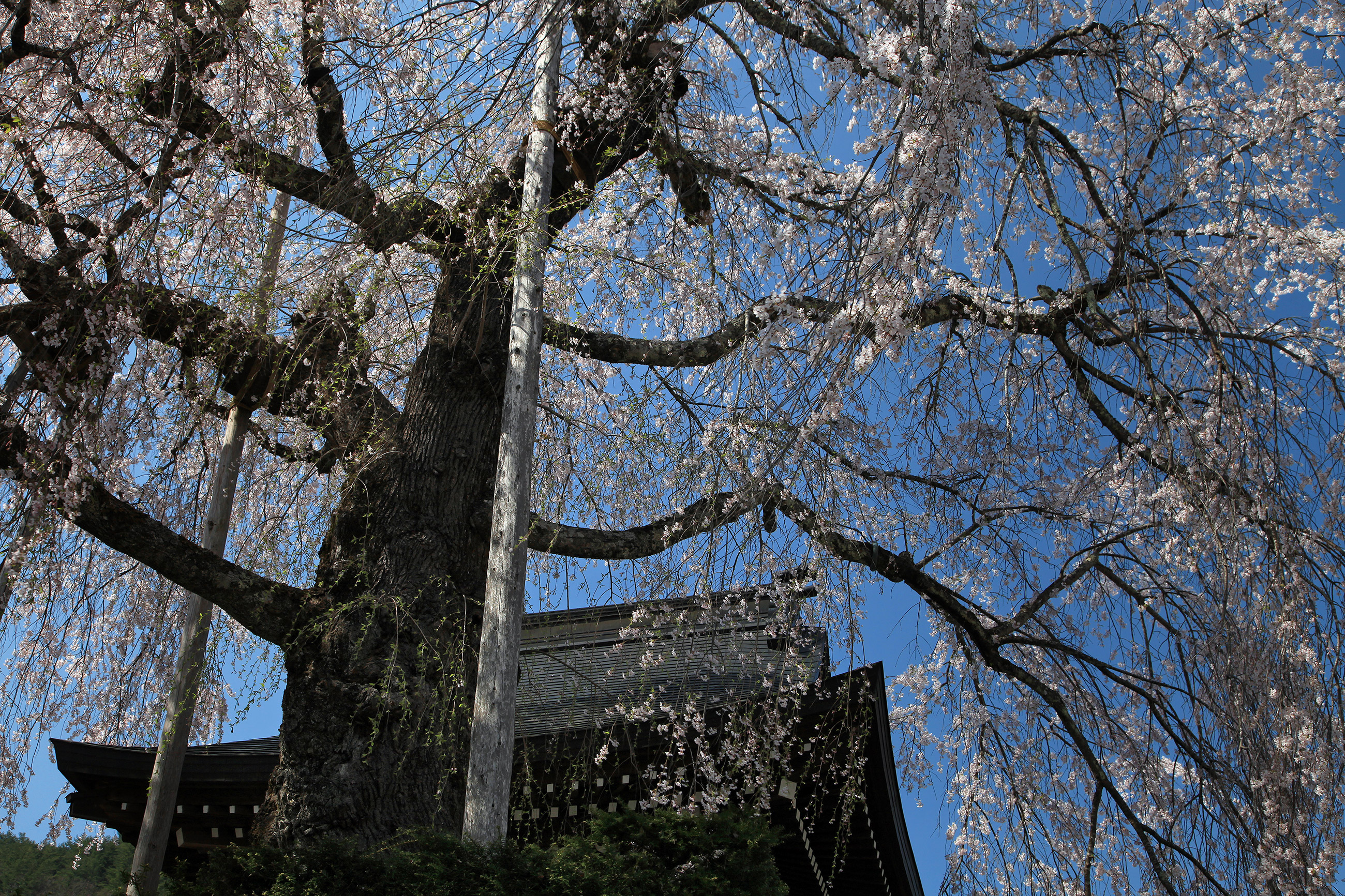 法正寺のしだれ桜