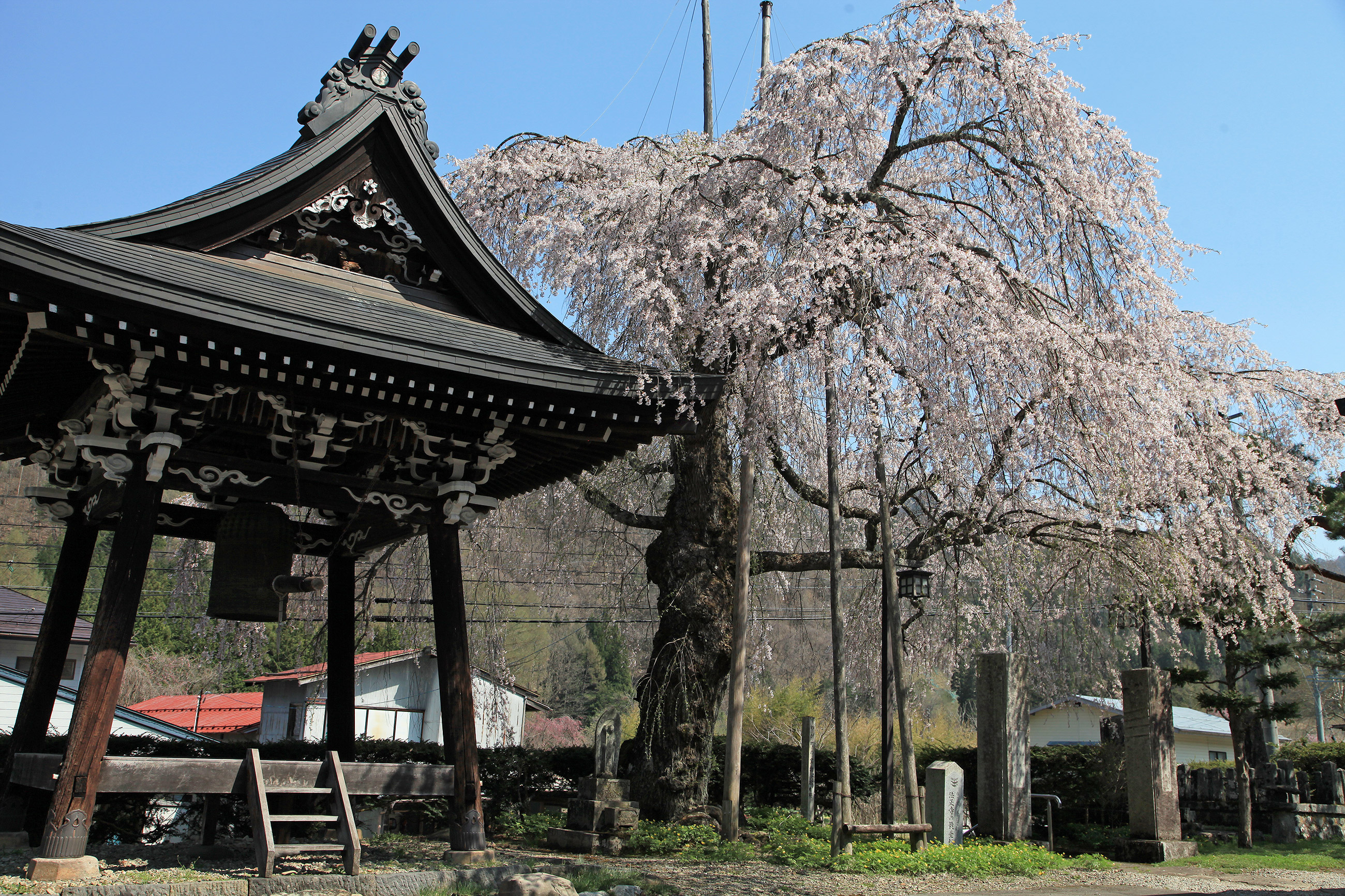 法正寺のしだれ桜