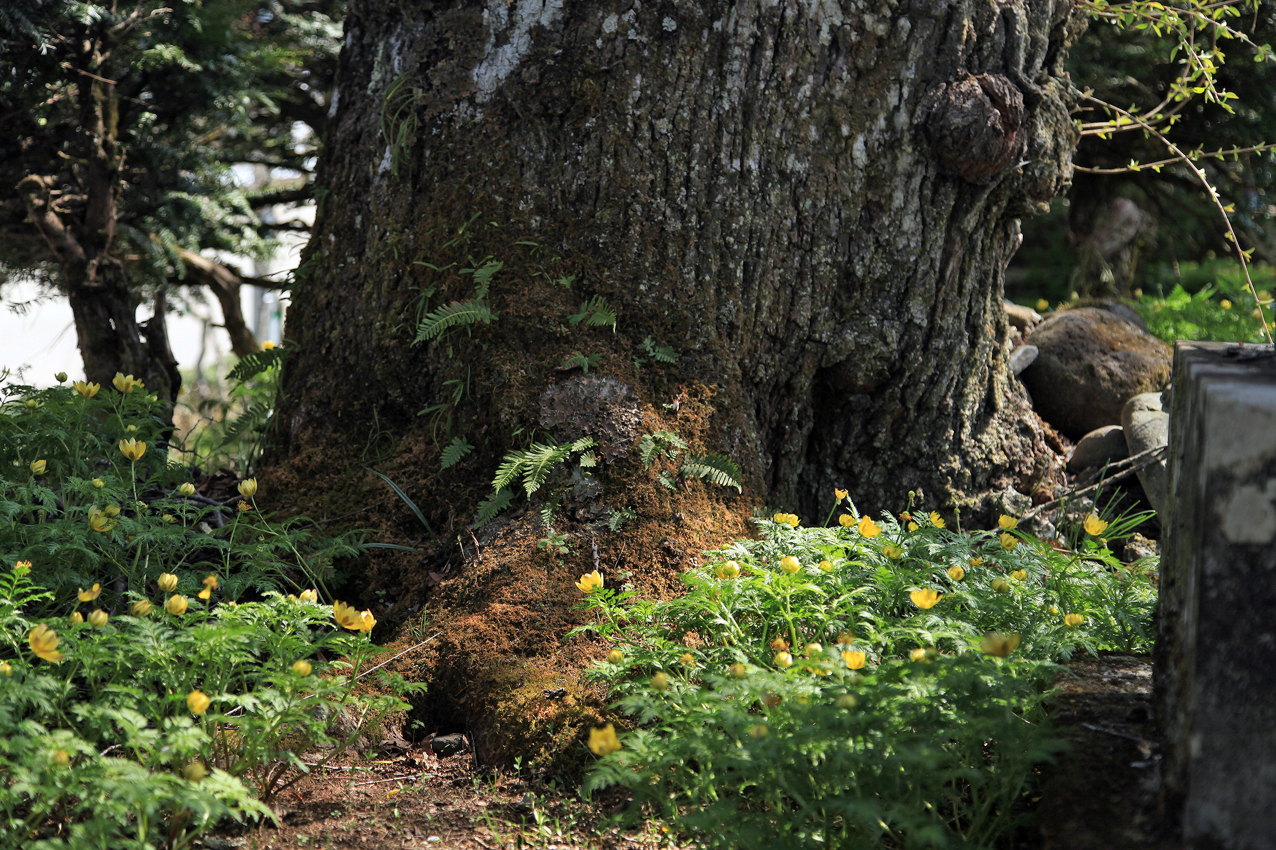 法正寺のしだれ桜