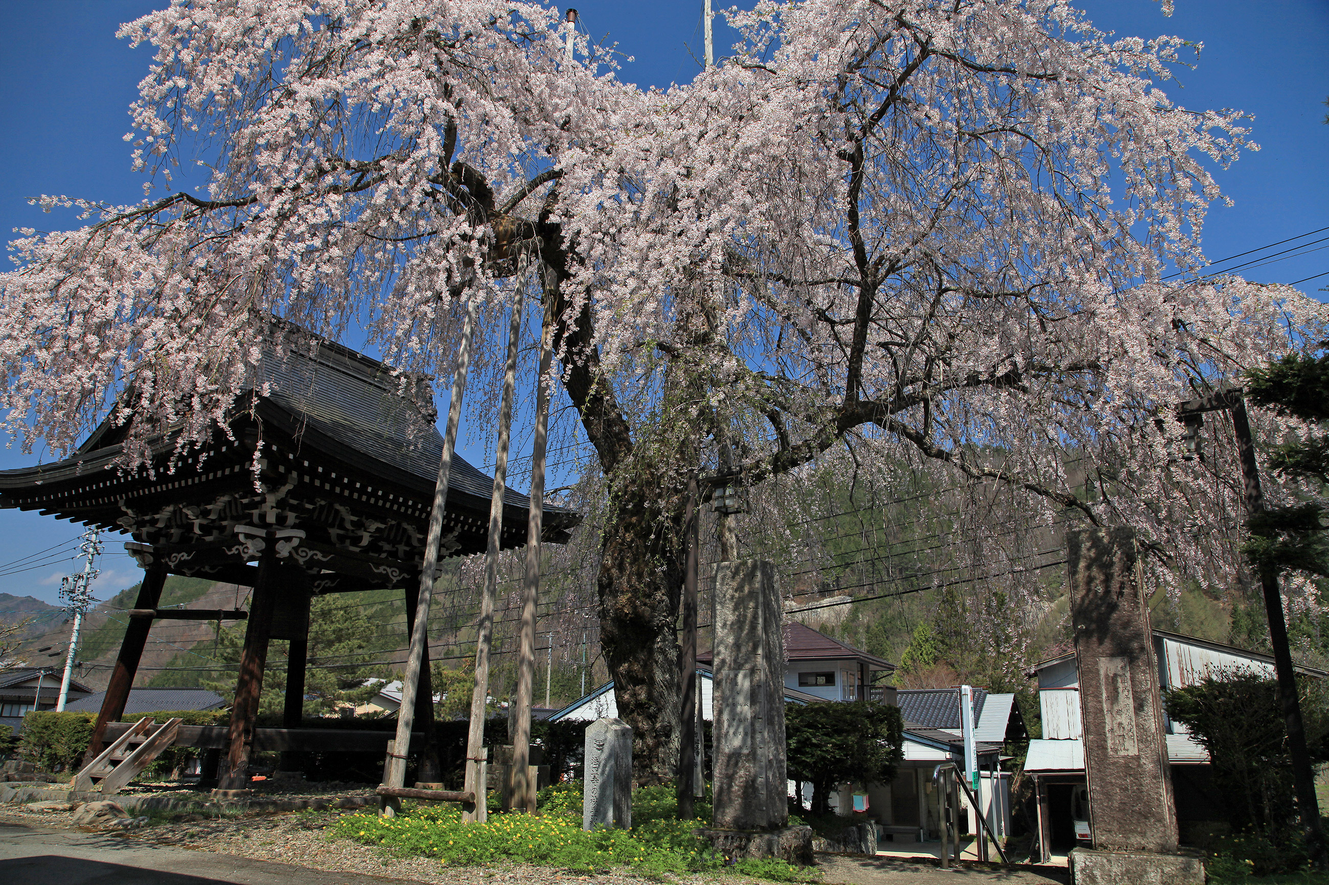 法正寺のしだれ桜